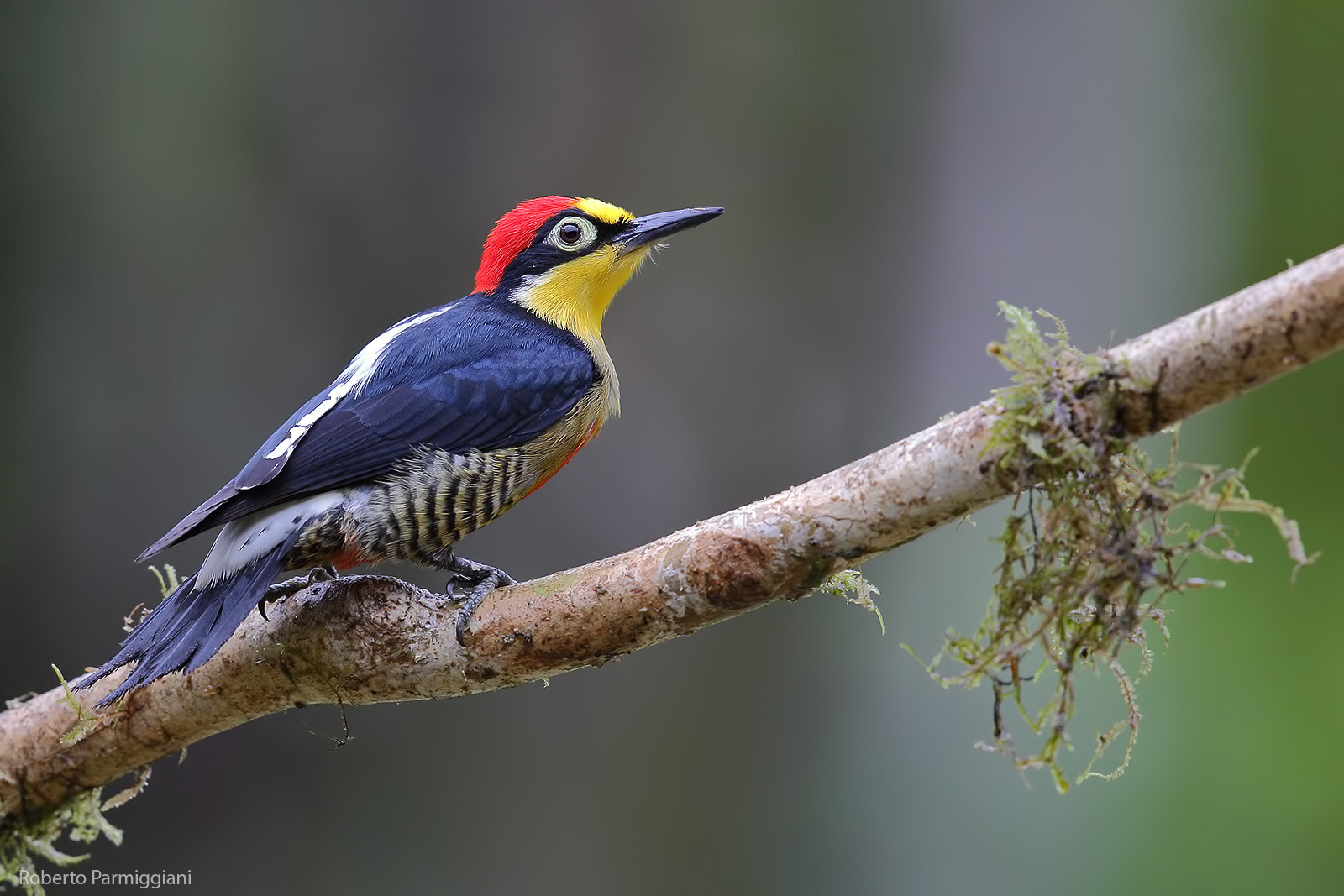 Yellow-fronted woodpecker