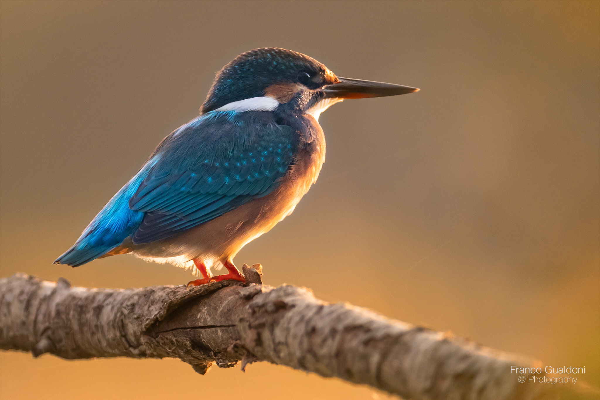 Martin Fisherman at dawn.