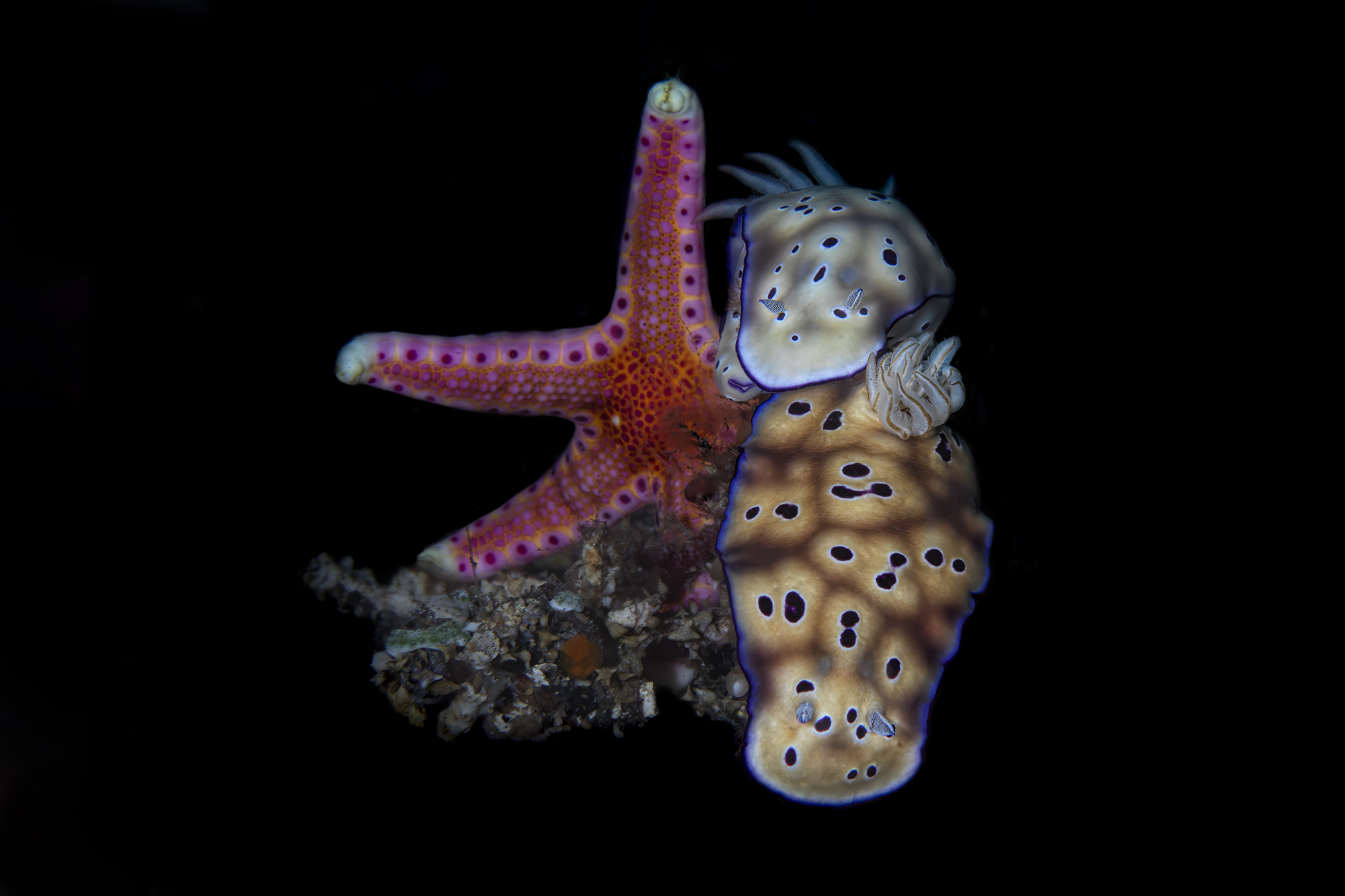 Neoferdina insolita (L)  and Hypselodoris tryoni (R)