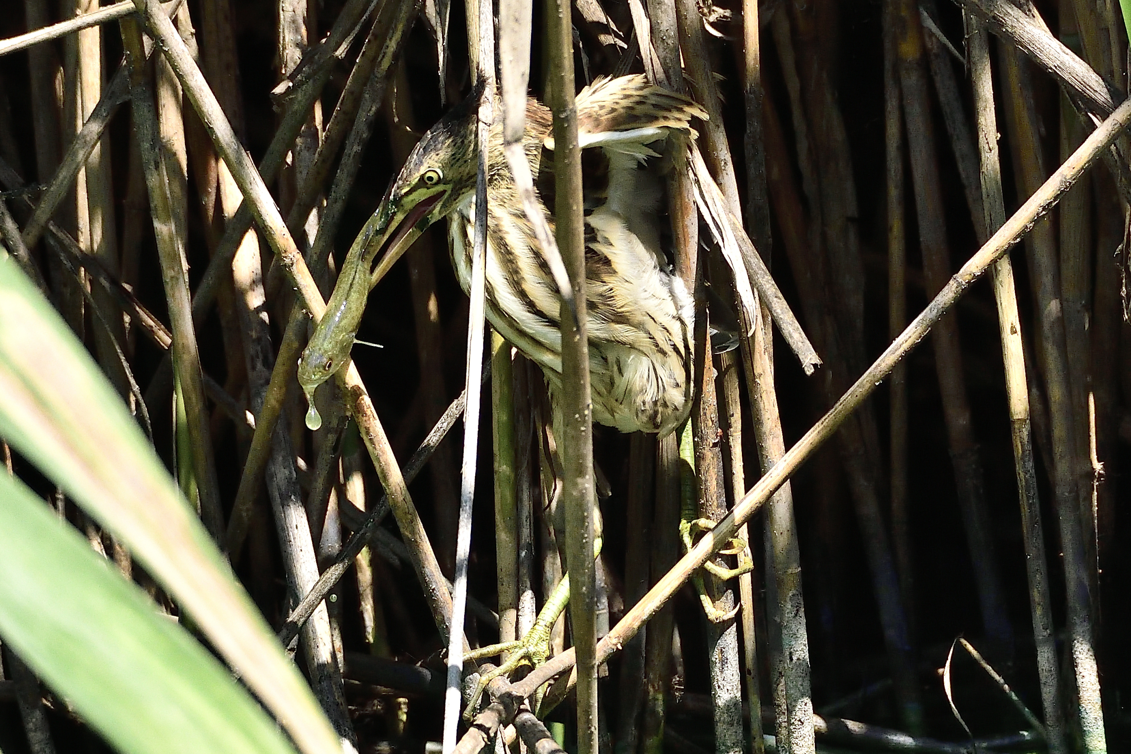 Tarabusino con pesciolino