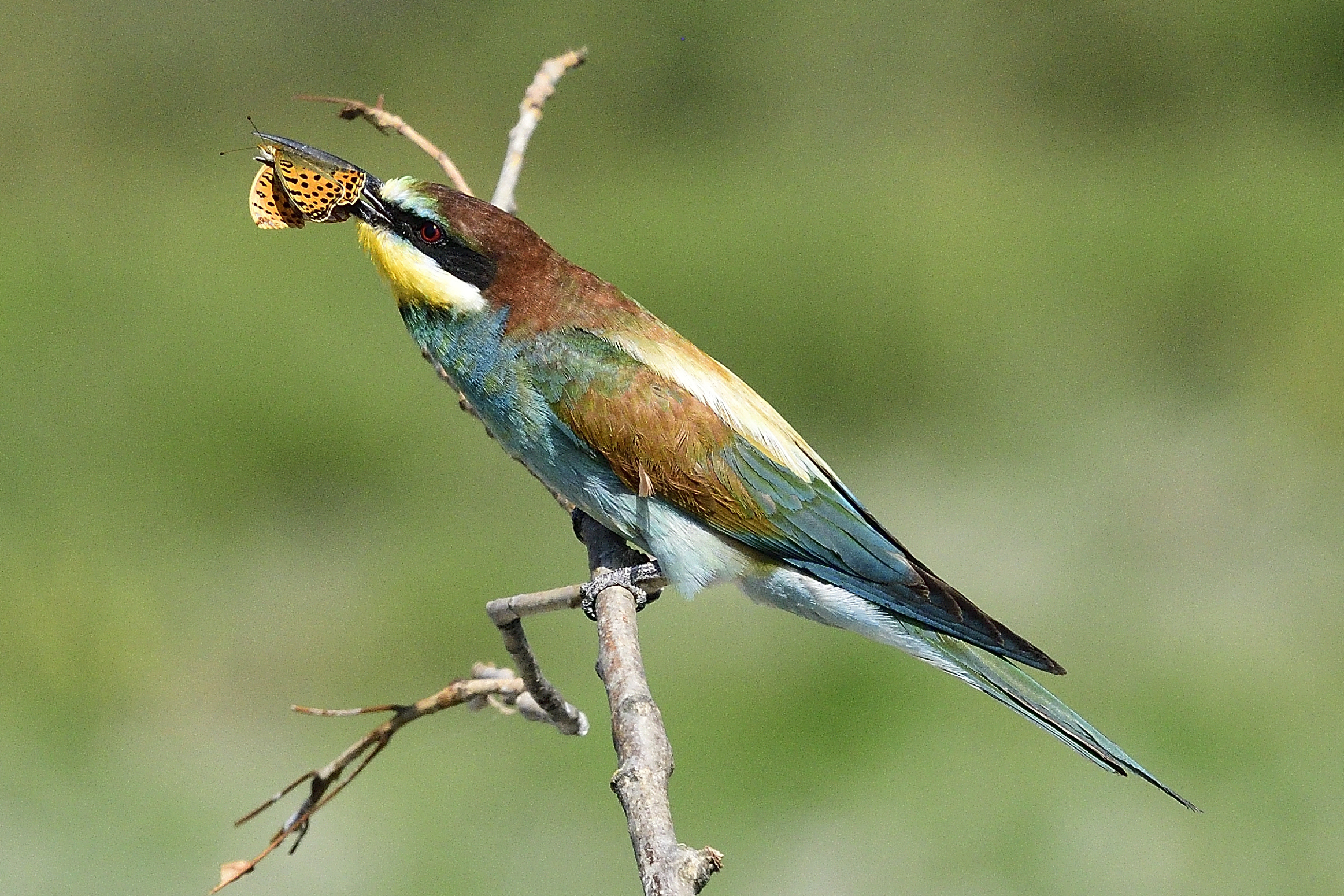 Gruccione con farfalla