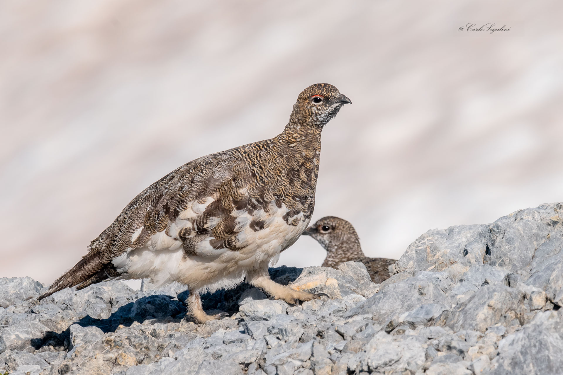 pernice bianca( Lagopus muta)