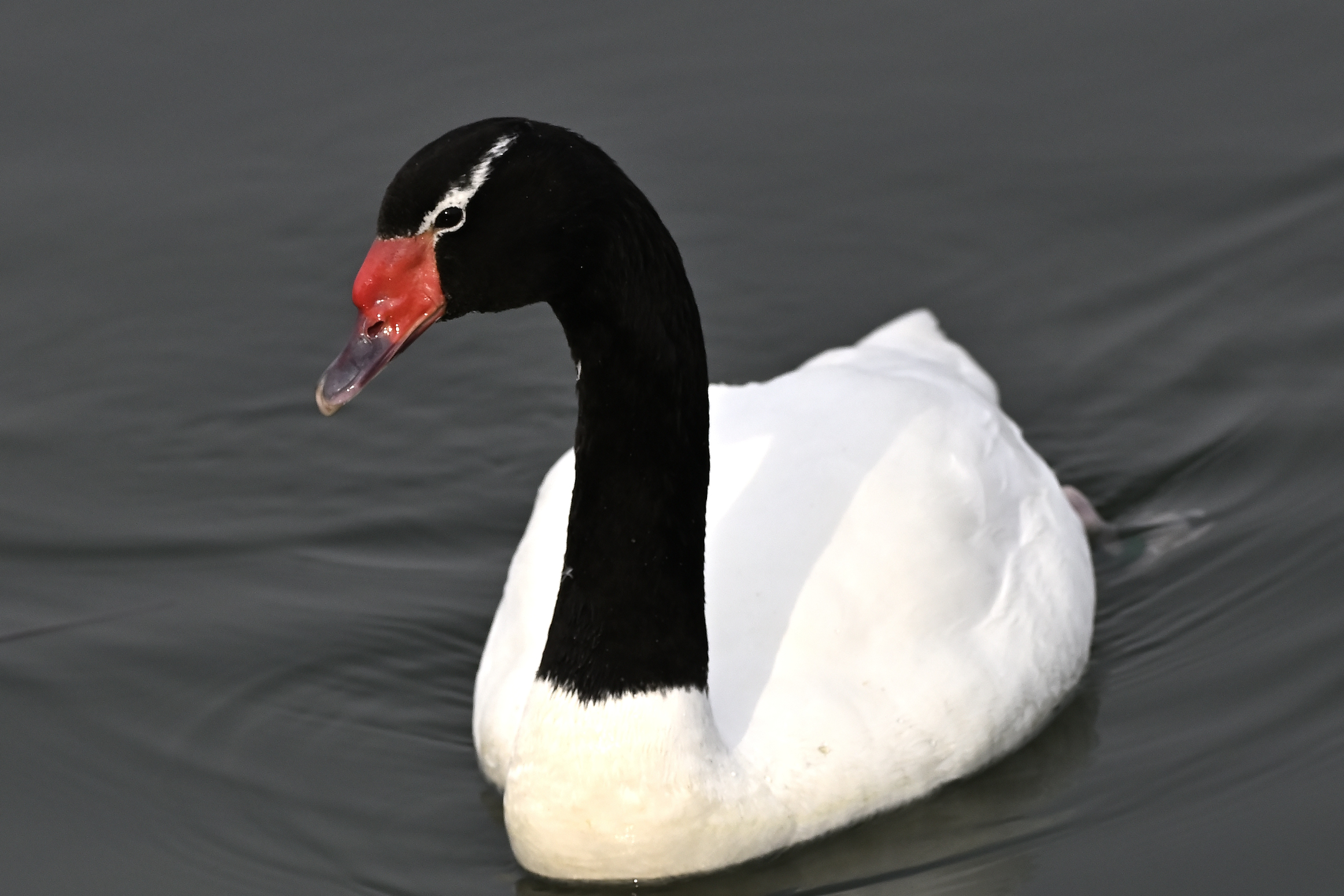 Cigno dal collo nero