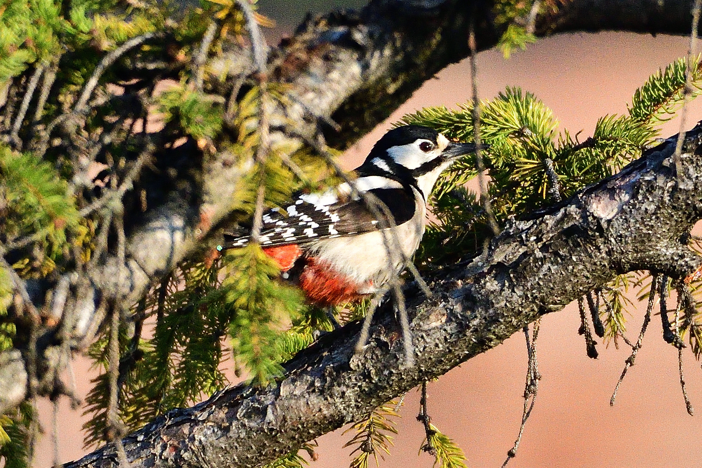 Picchio rosso maggiore