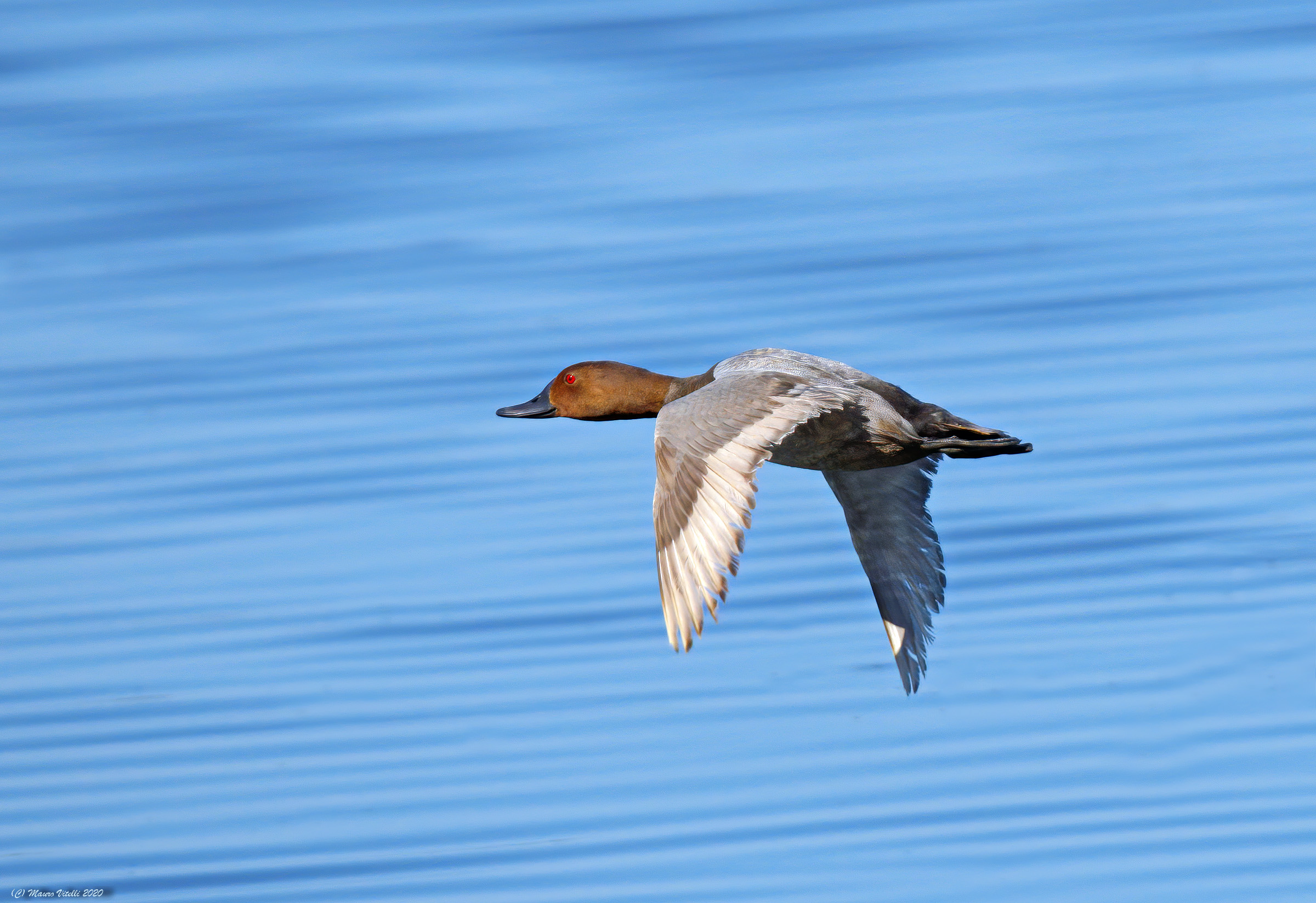 Moriglione (Aythya ferina)