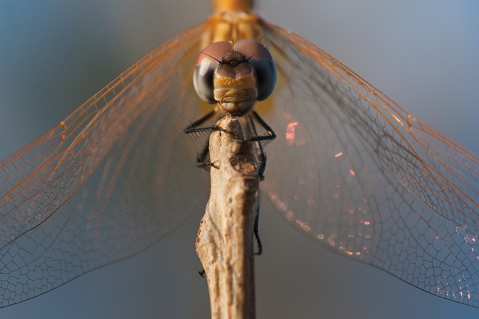Female Annulment Trithemis