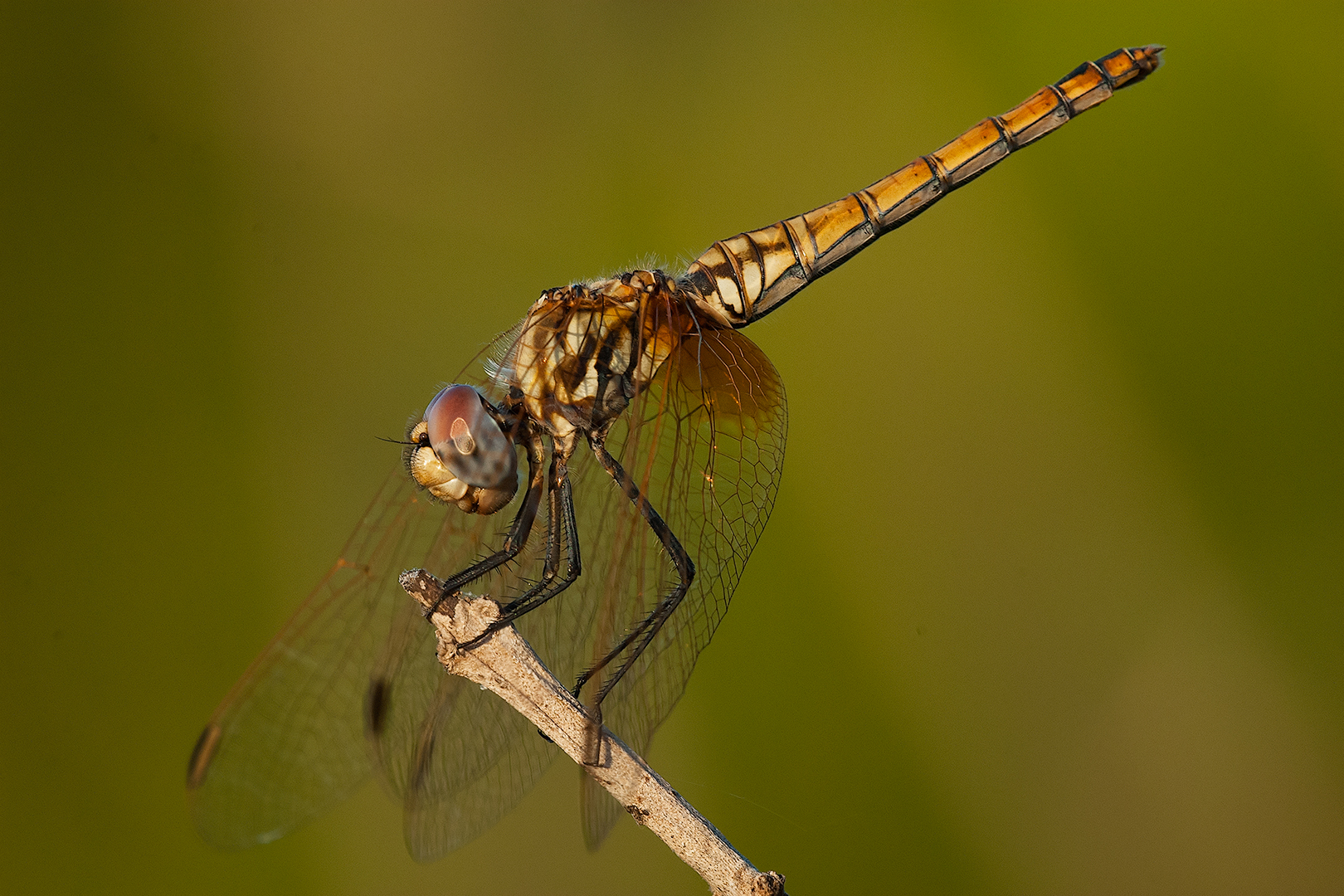 Dragonfly -Trithemis Annuld Female