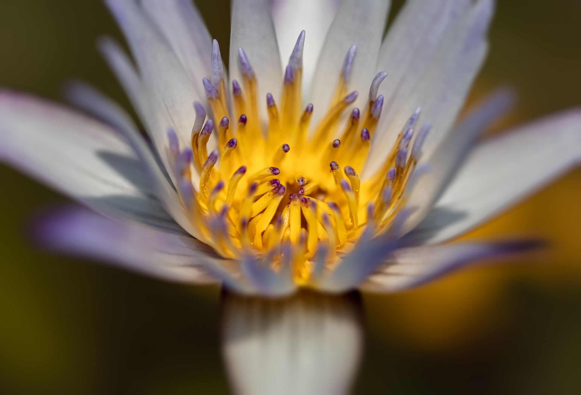 The colors of tropical water lilies....