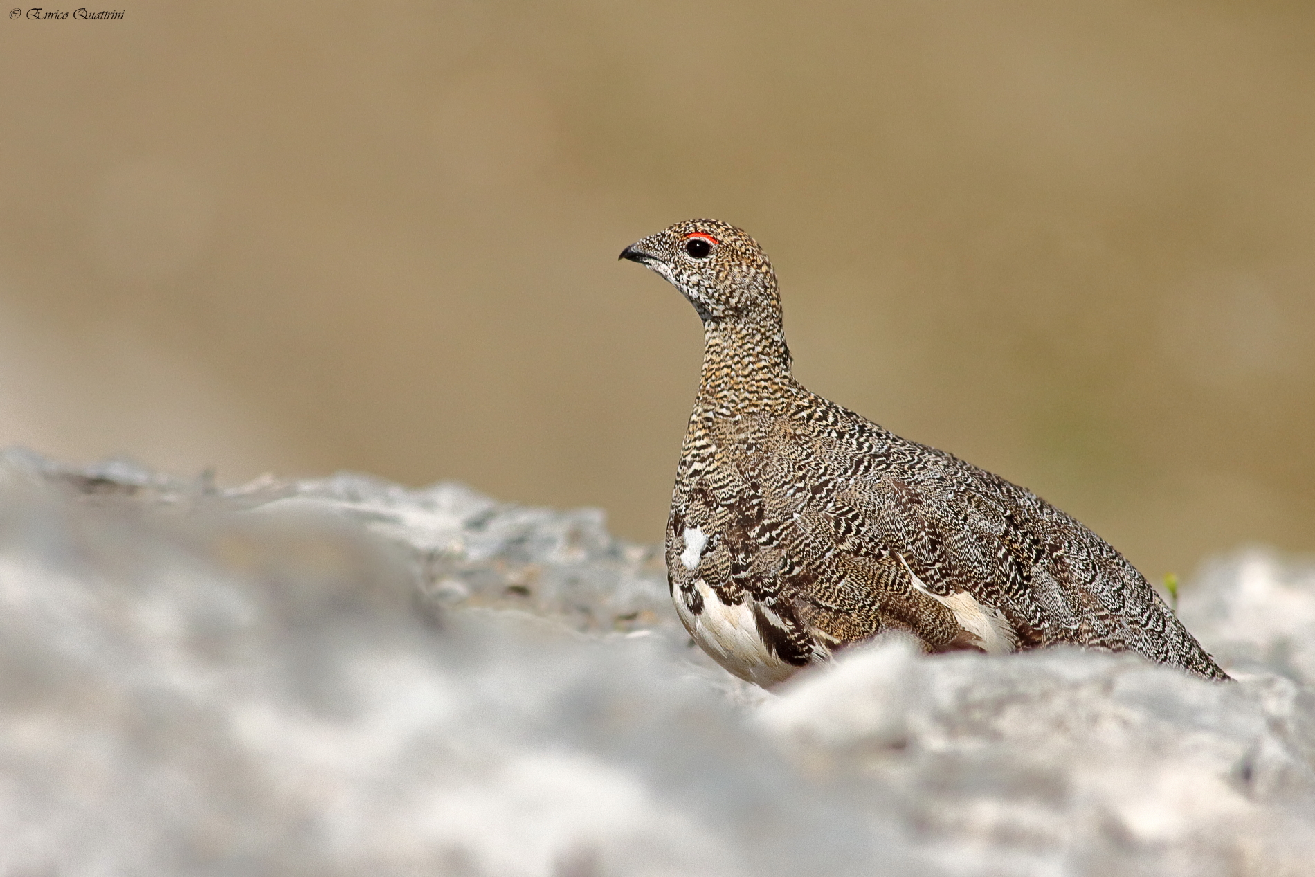 White partridge
