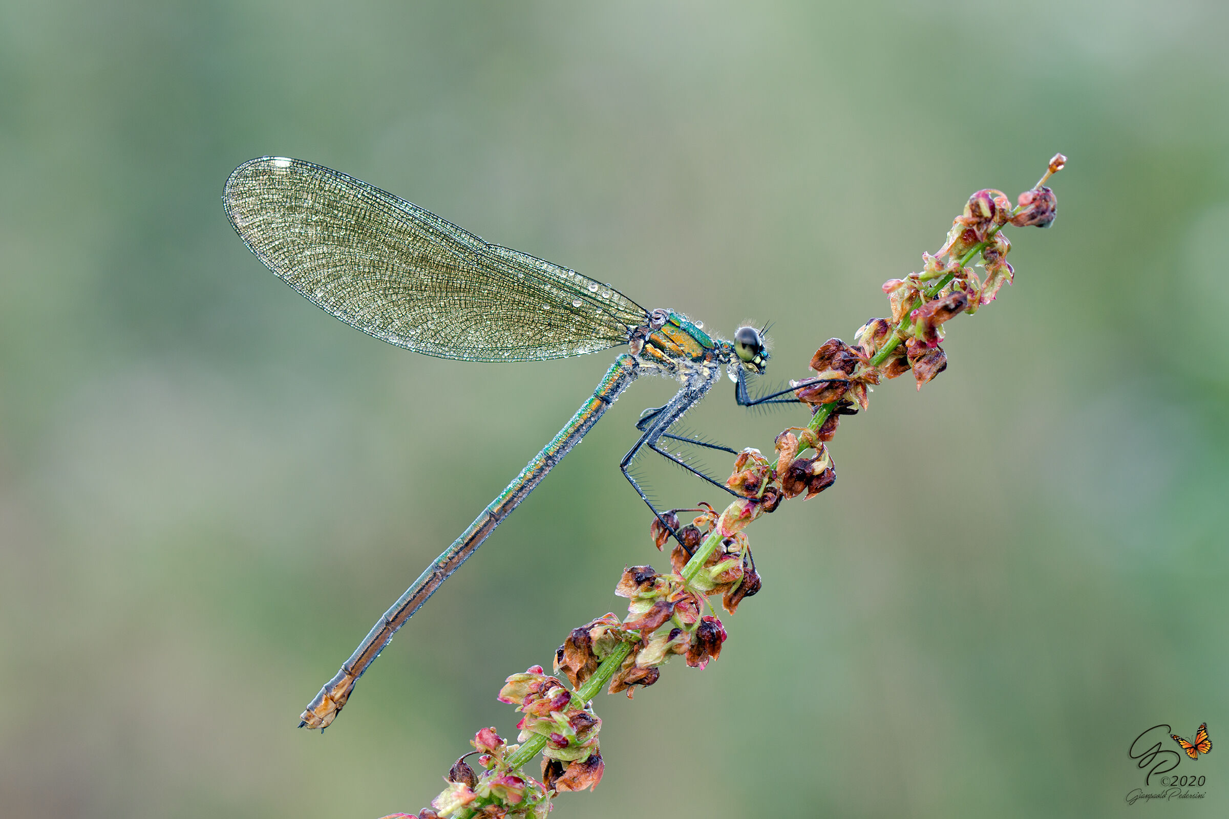 Gioielli di natura