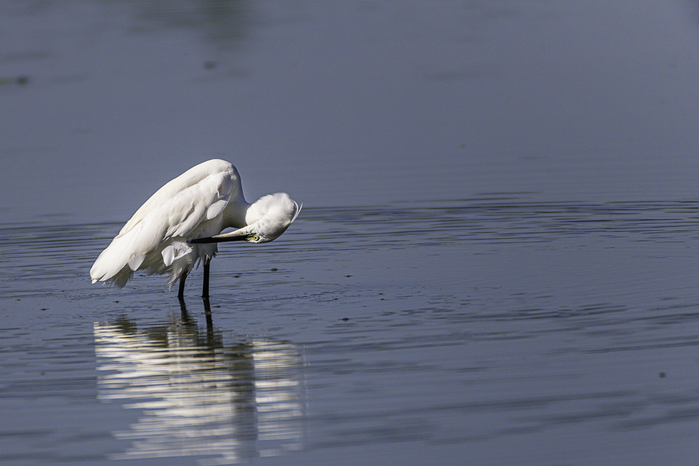 Egretta garzetta n.1