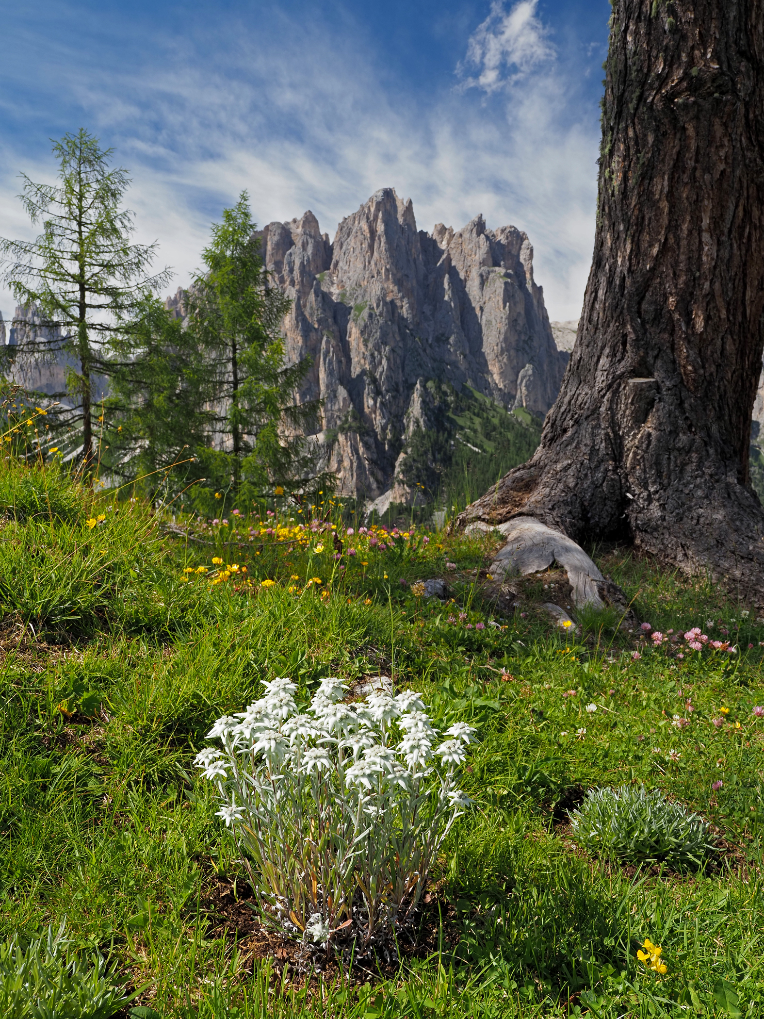 La Regina  delle Dolomiti