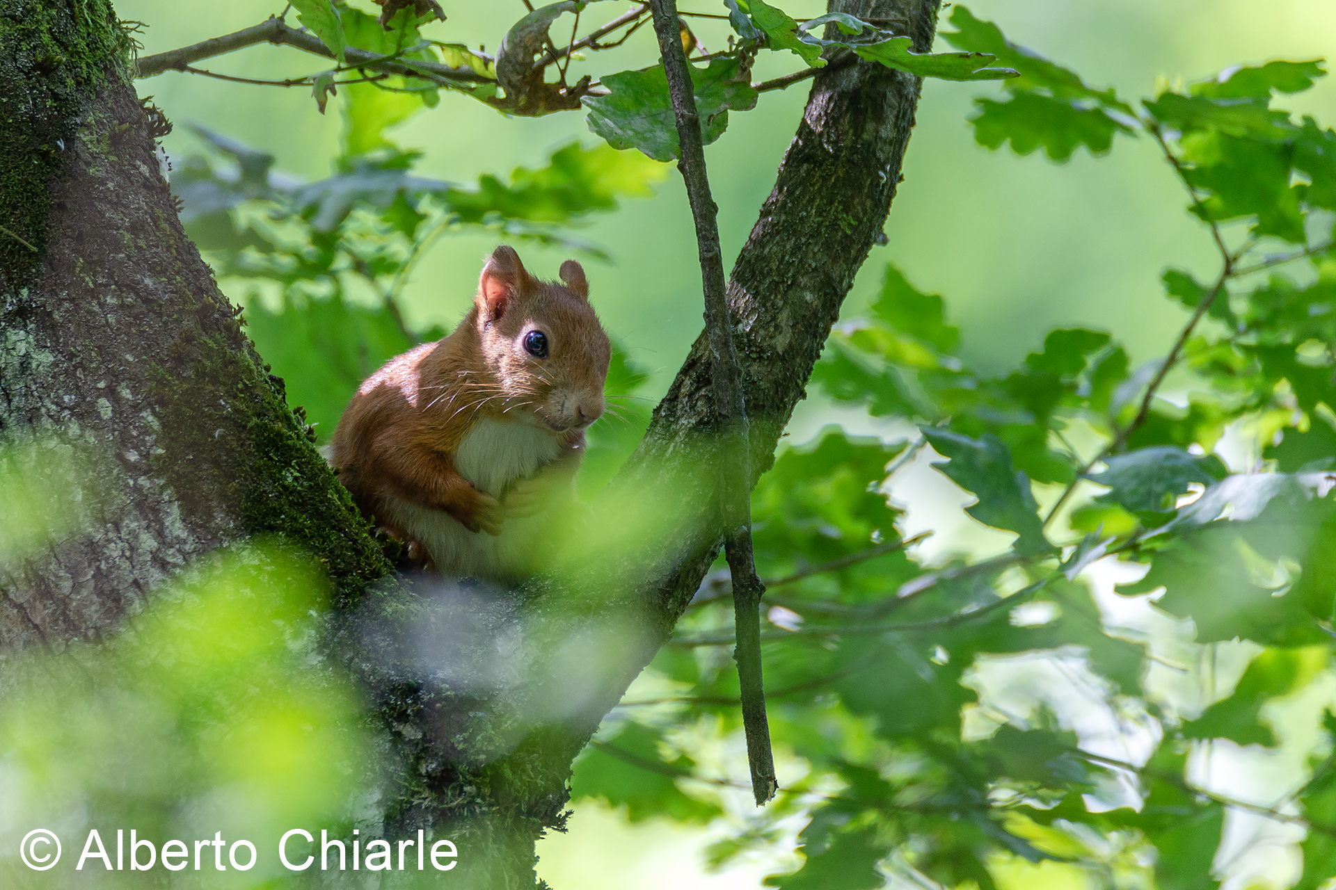 Scoiattolo rosso (Sciurus vulgaris)