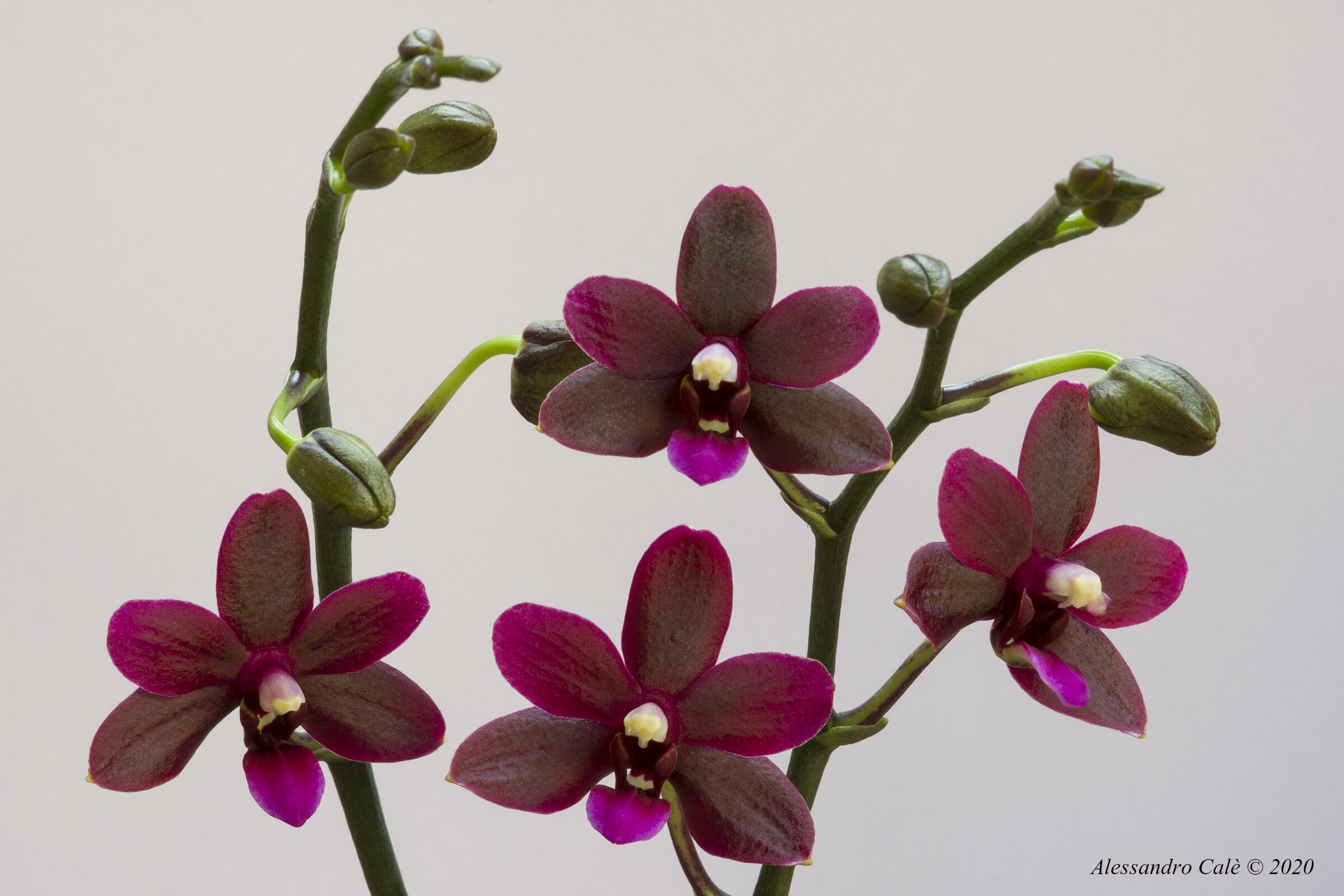 L'orchidea dei 50 anni