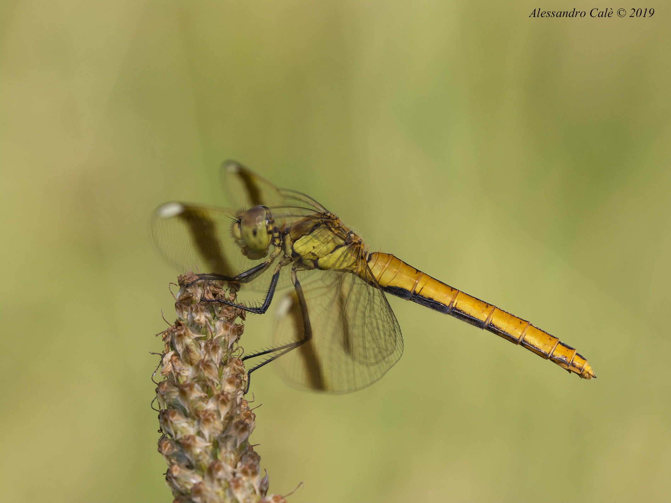 Sympetrum pedemontanum 4252