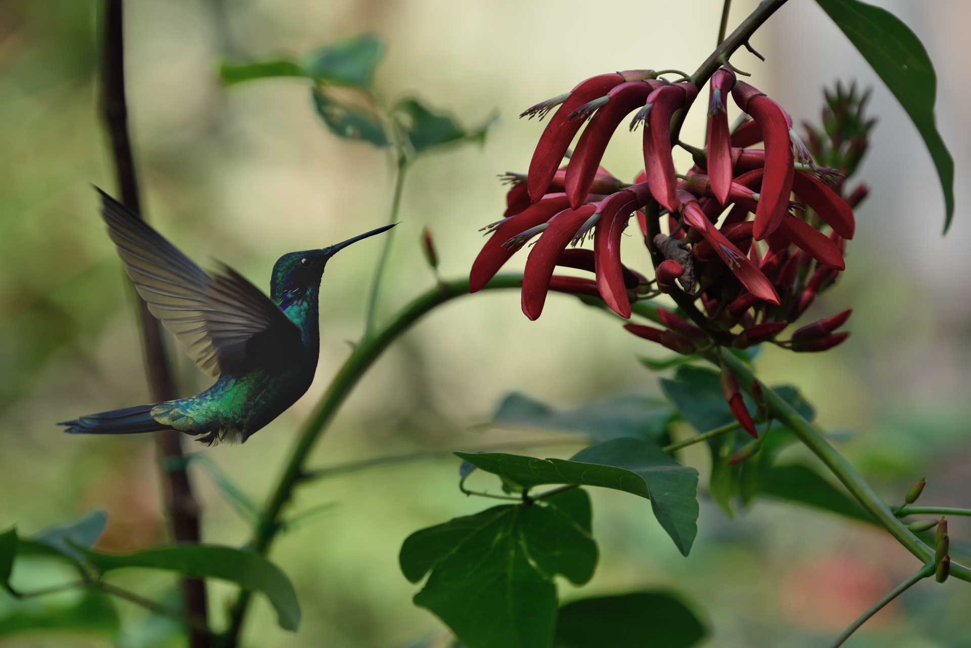 L'acrobata dell'aria