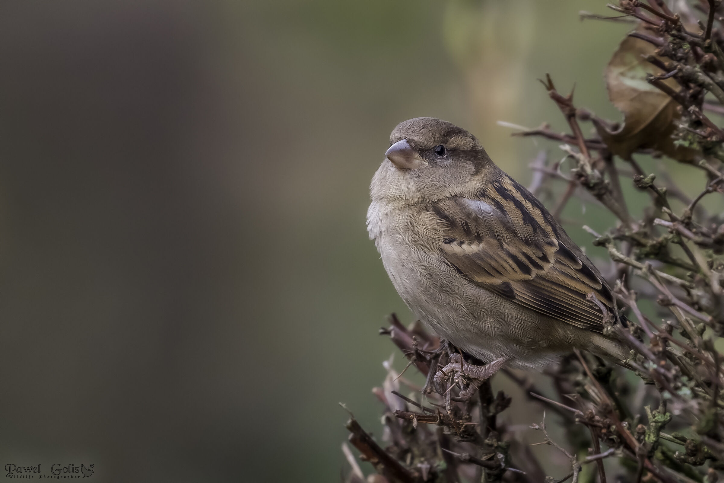 Passero di casa (Passer domesticus)