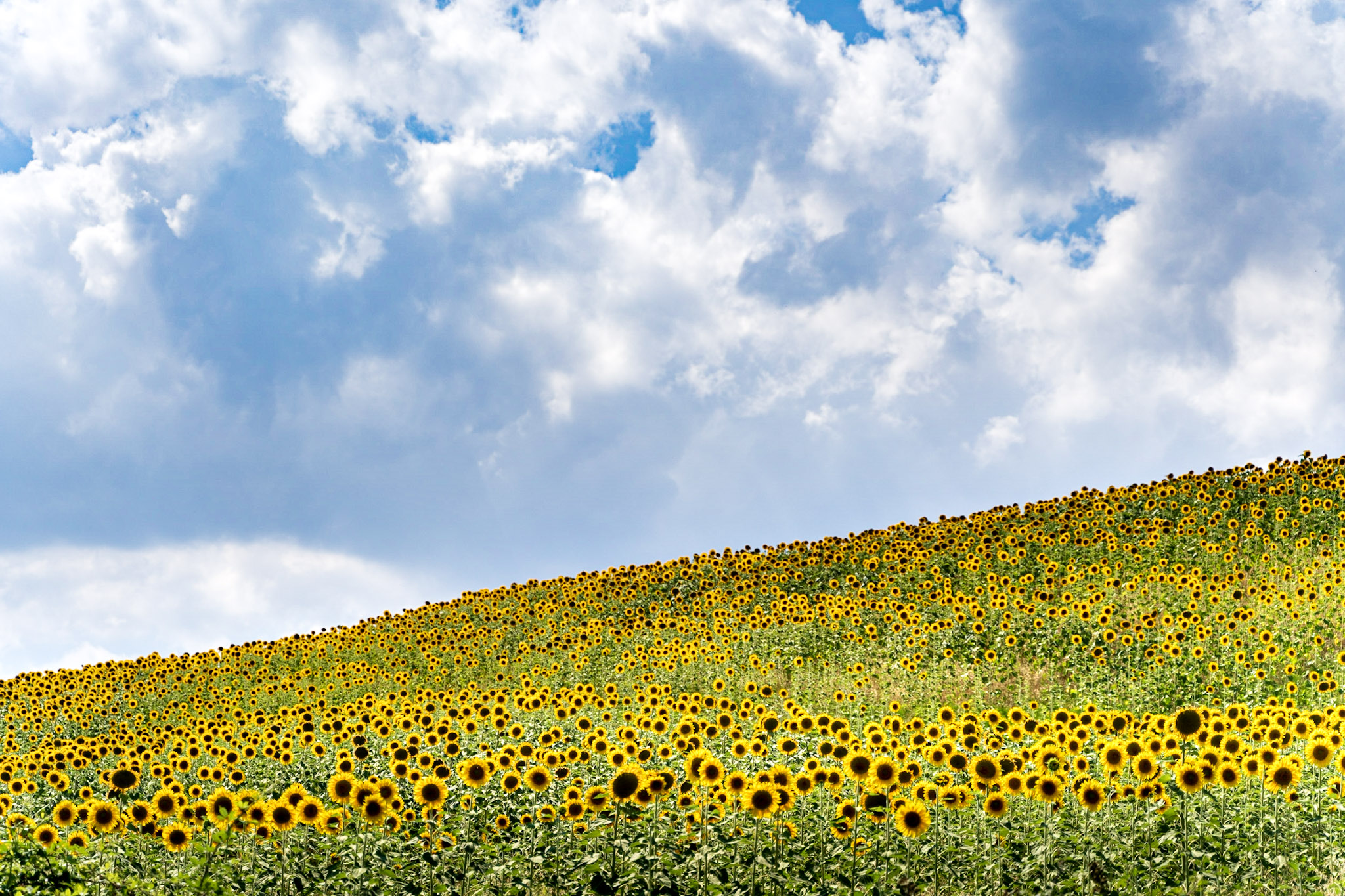 Montagna di girasoli