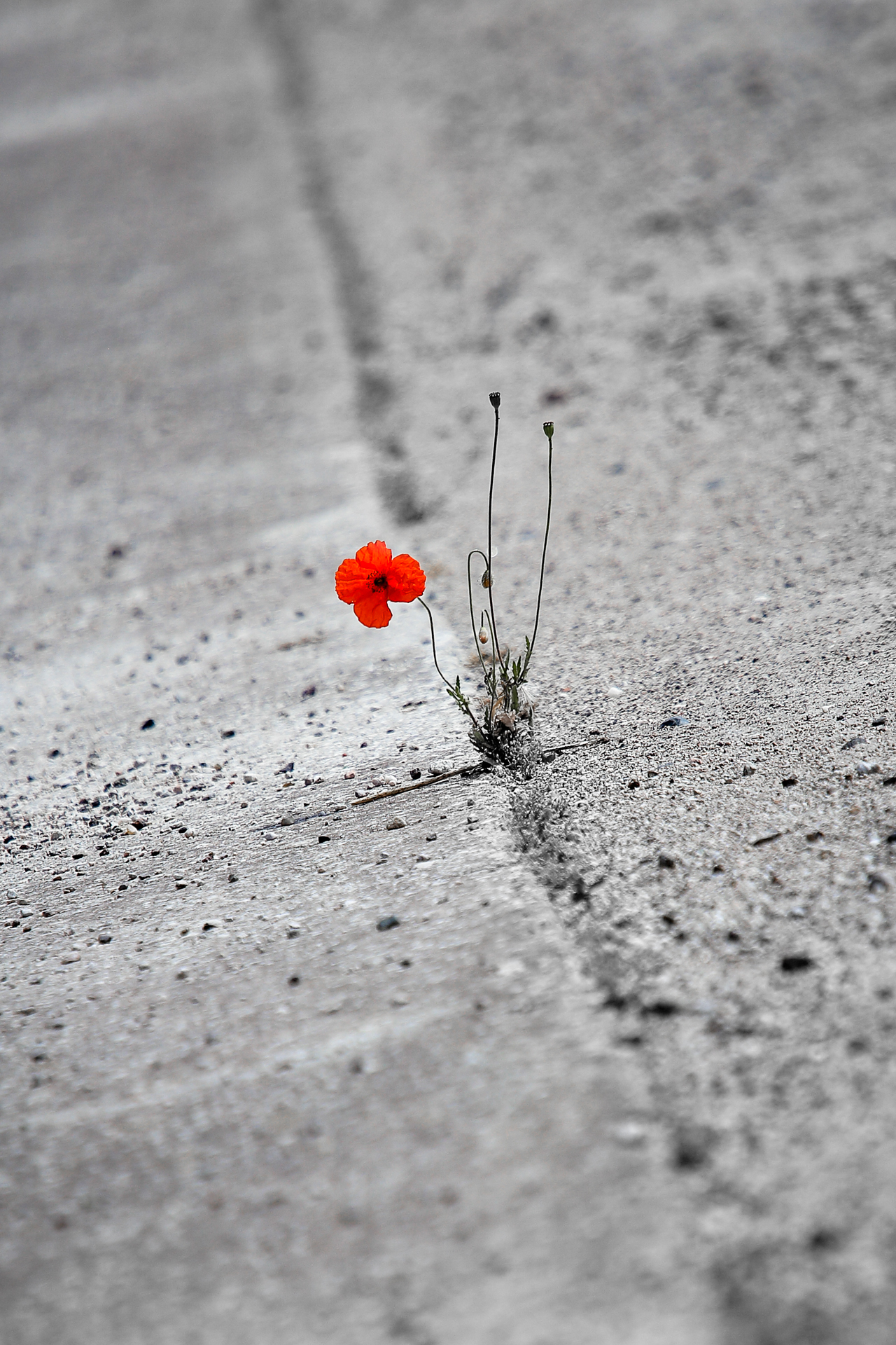 Poppy on concrete