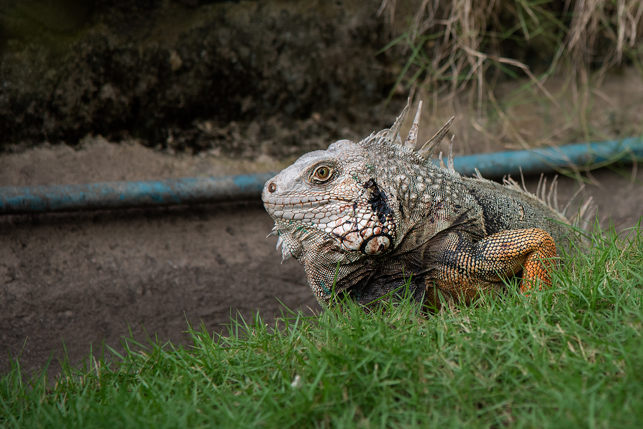 la vecchia iguana