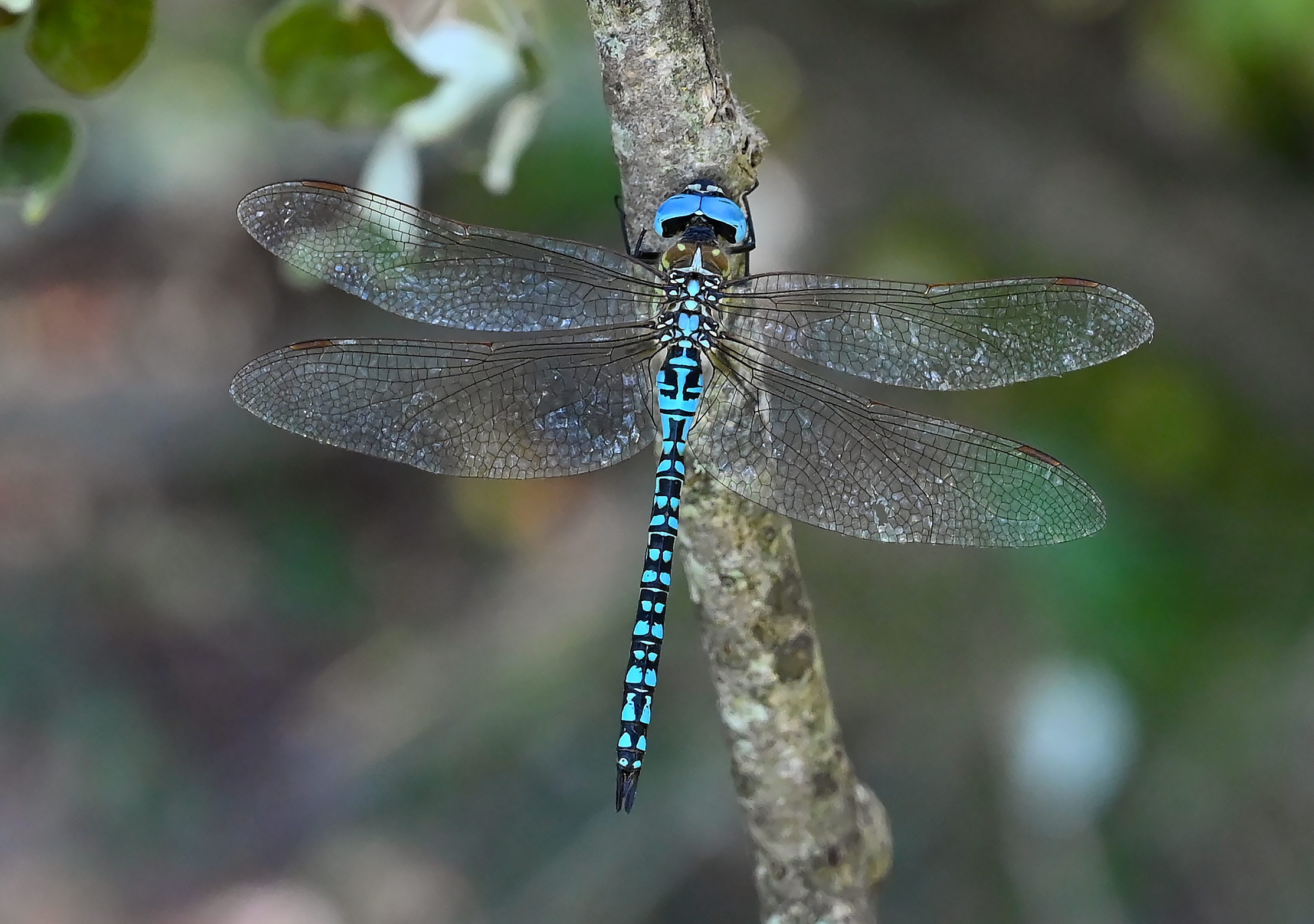 Aeshna affinis maschio