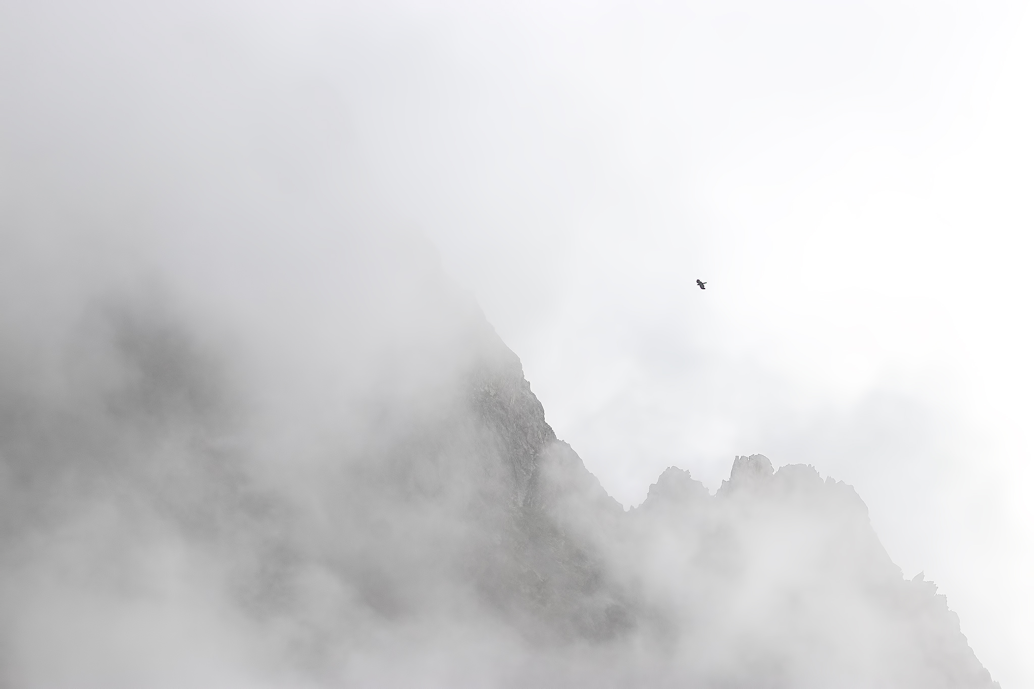 Il gracchio e le cime tempestose