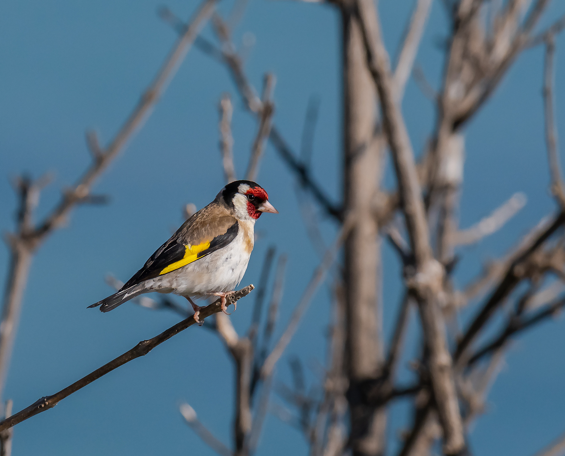 Goldfinch