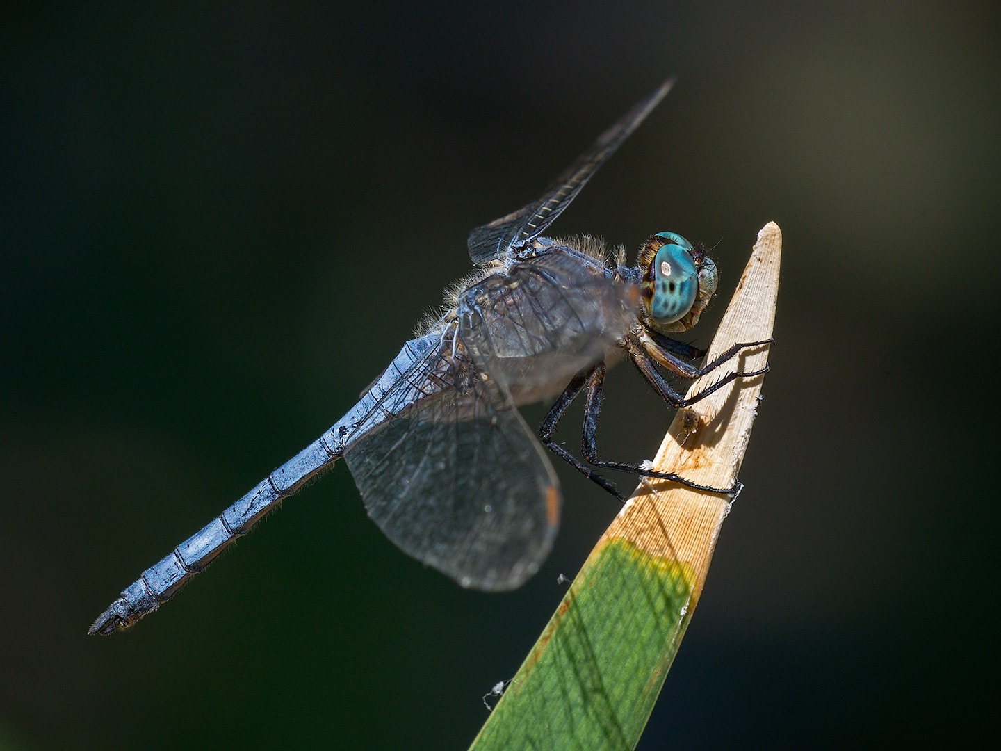 Dragonfly (Orthetrum brunneum - male)