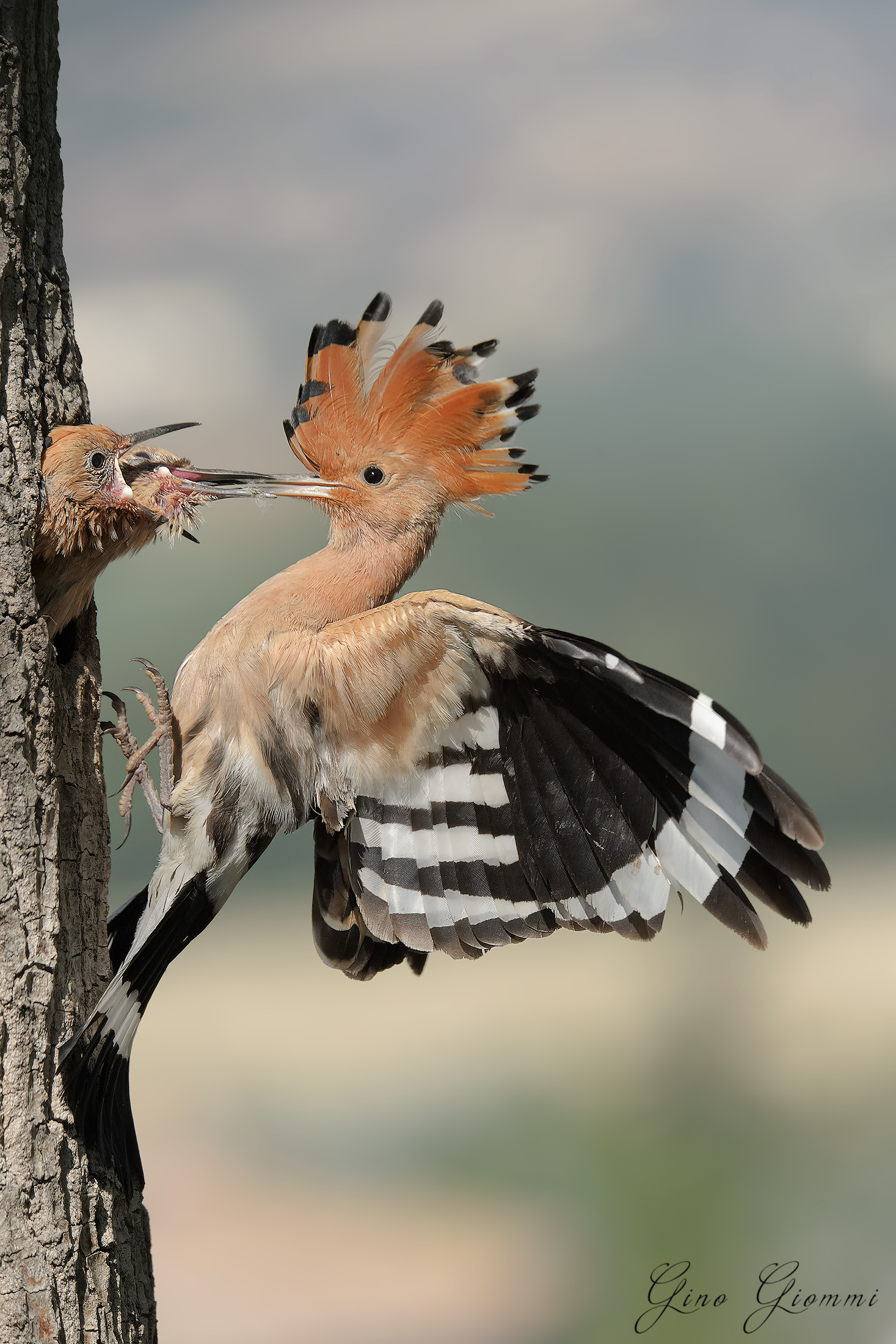 Hoopoe