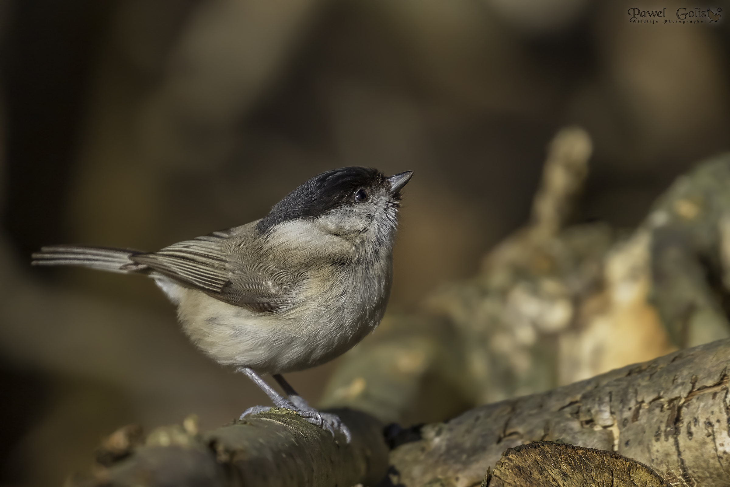 Tit di palude (Parus palustris)