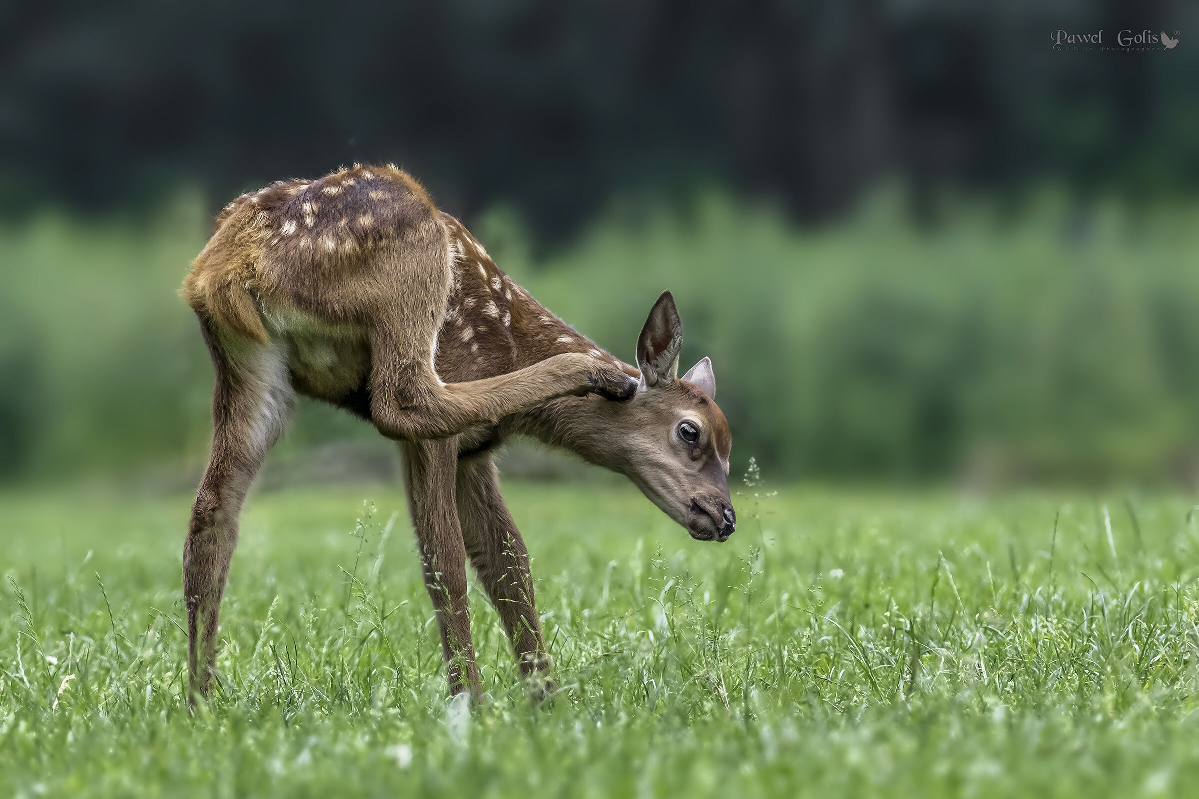 Dama cervo (Dama dama) v2