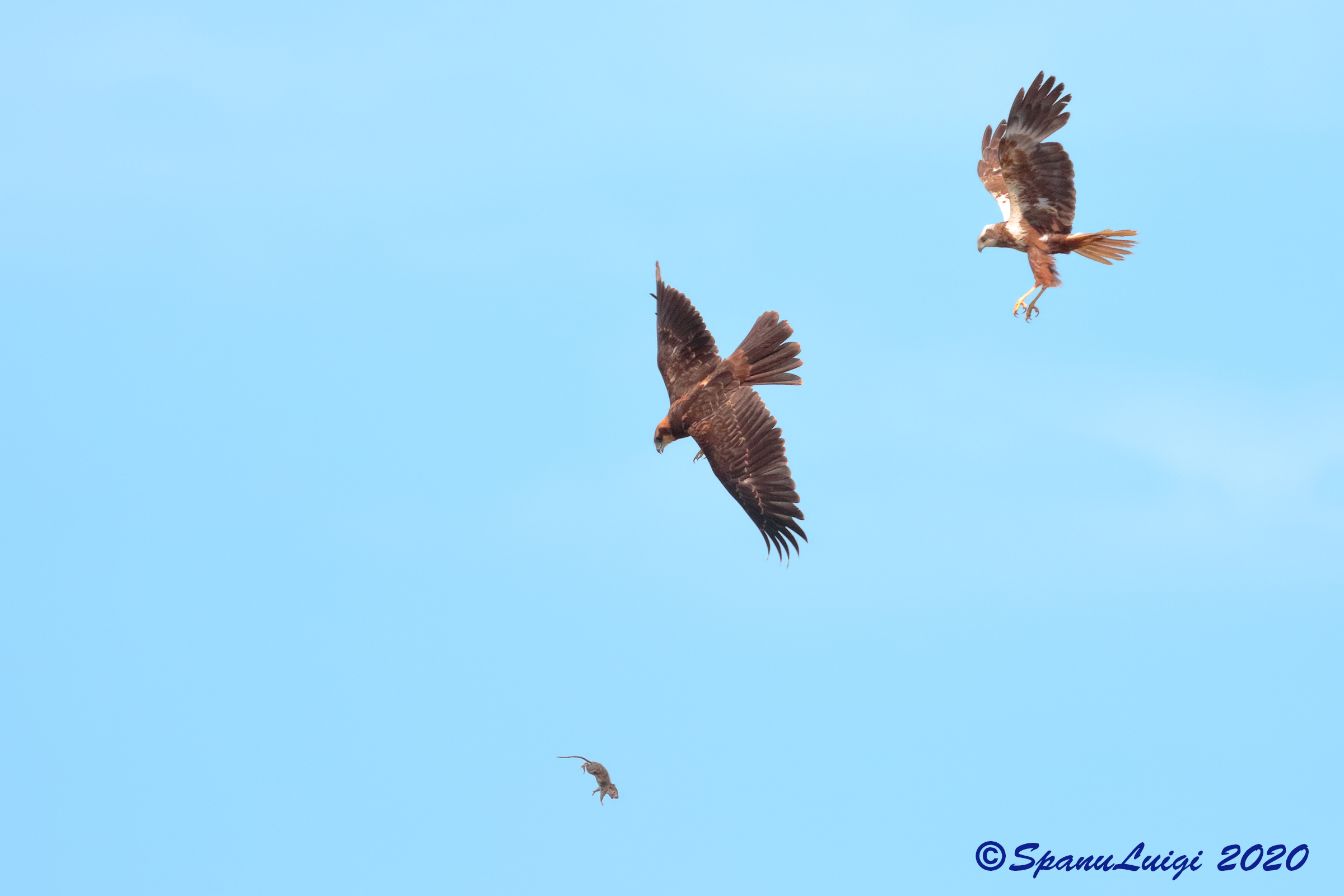 Falchi di Palude, passaggio preda.