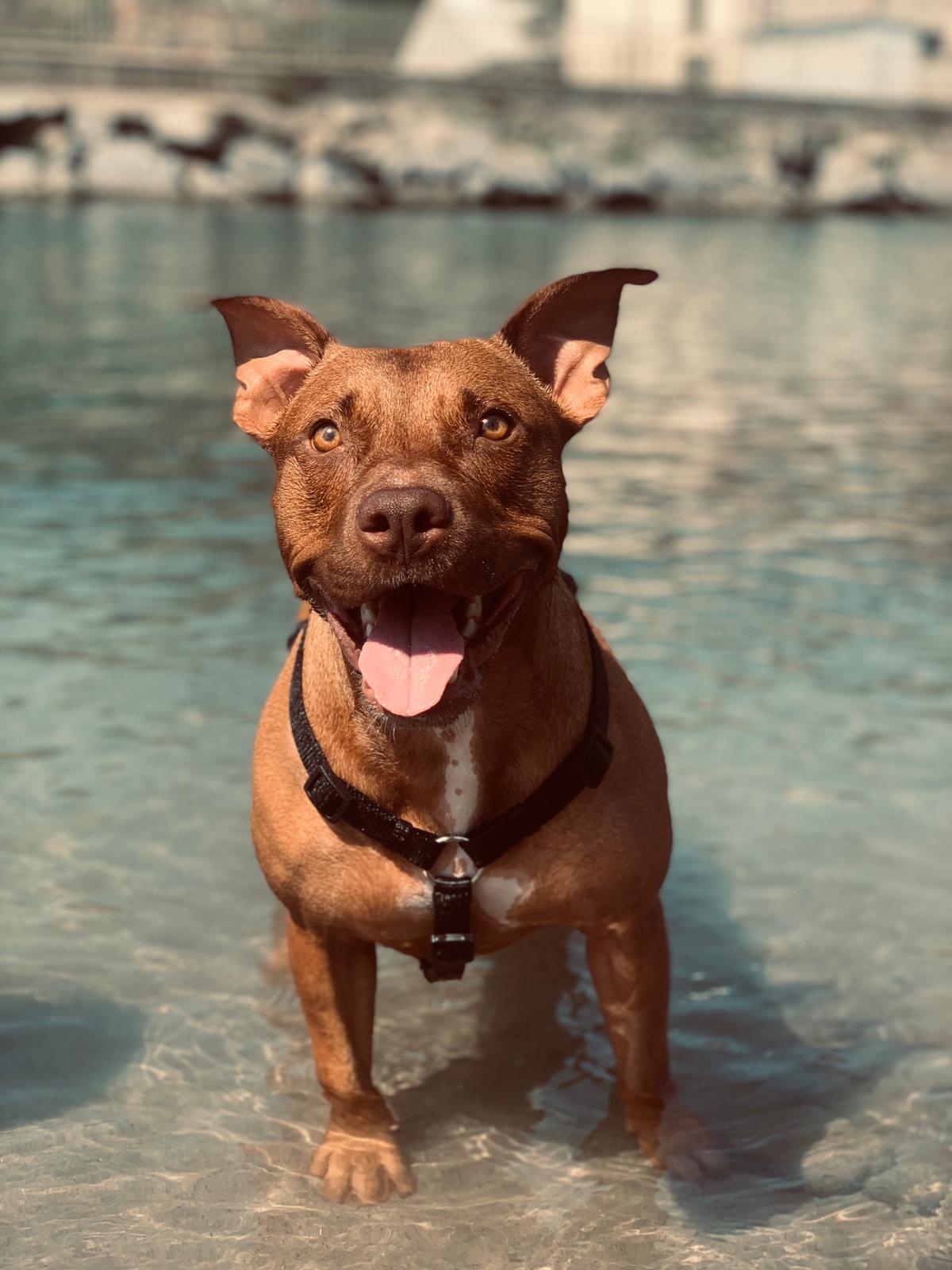 Pit bull femmina cane Kira al mare 1/08/2020