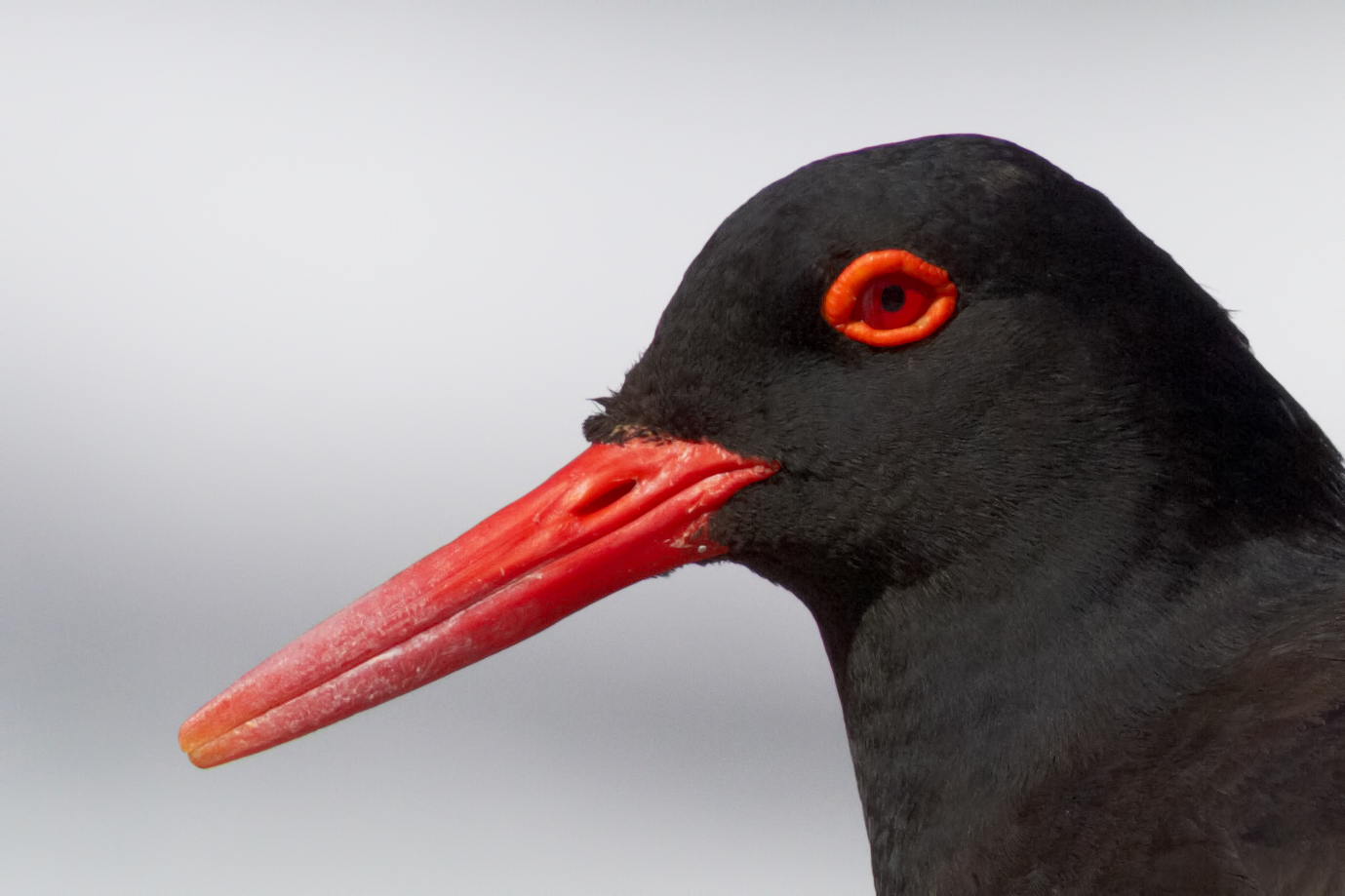 Ritratto di Black Oystercatcher