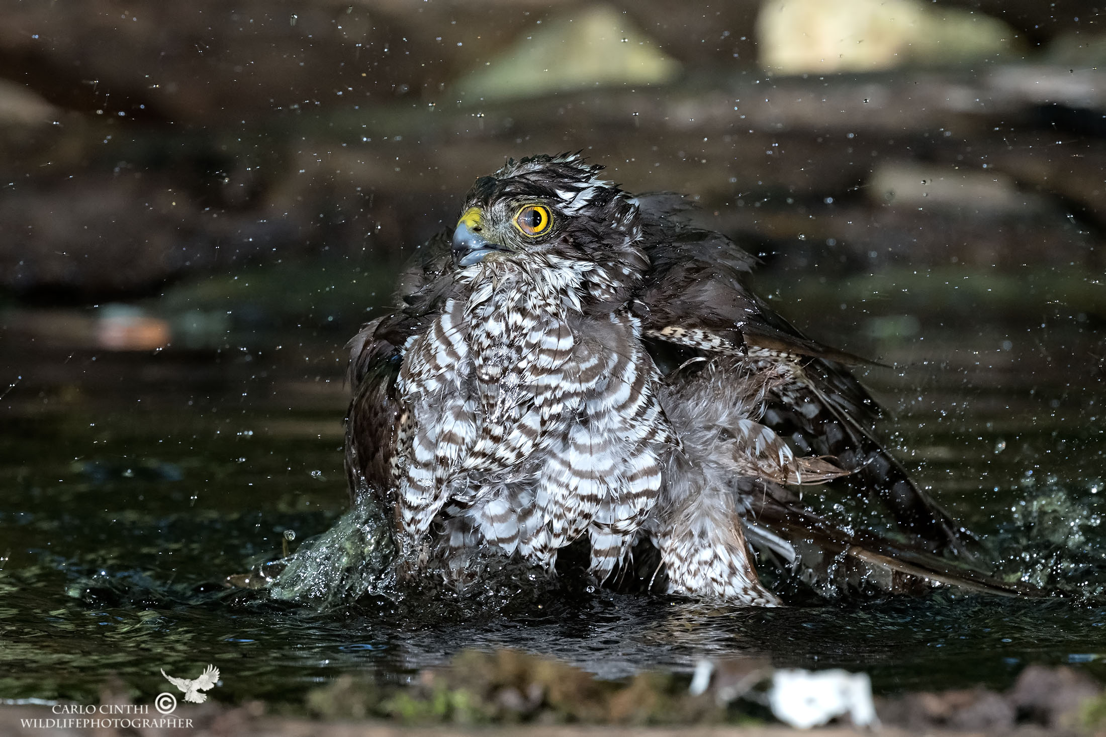 Sparviere Young - Woodland Shed