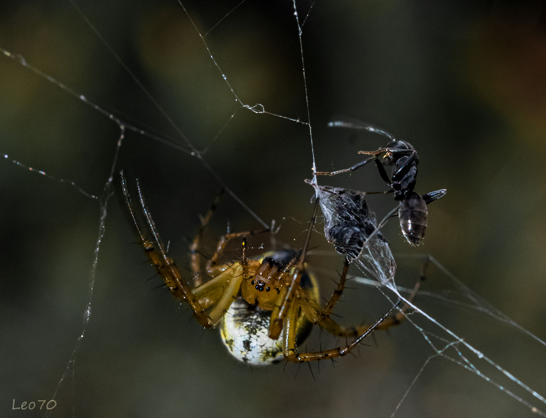 ti salvo iooooo....forse