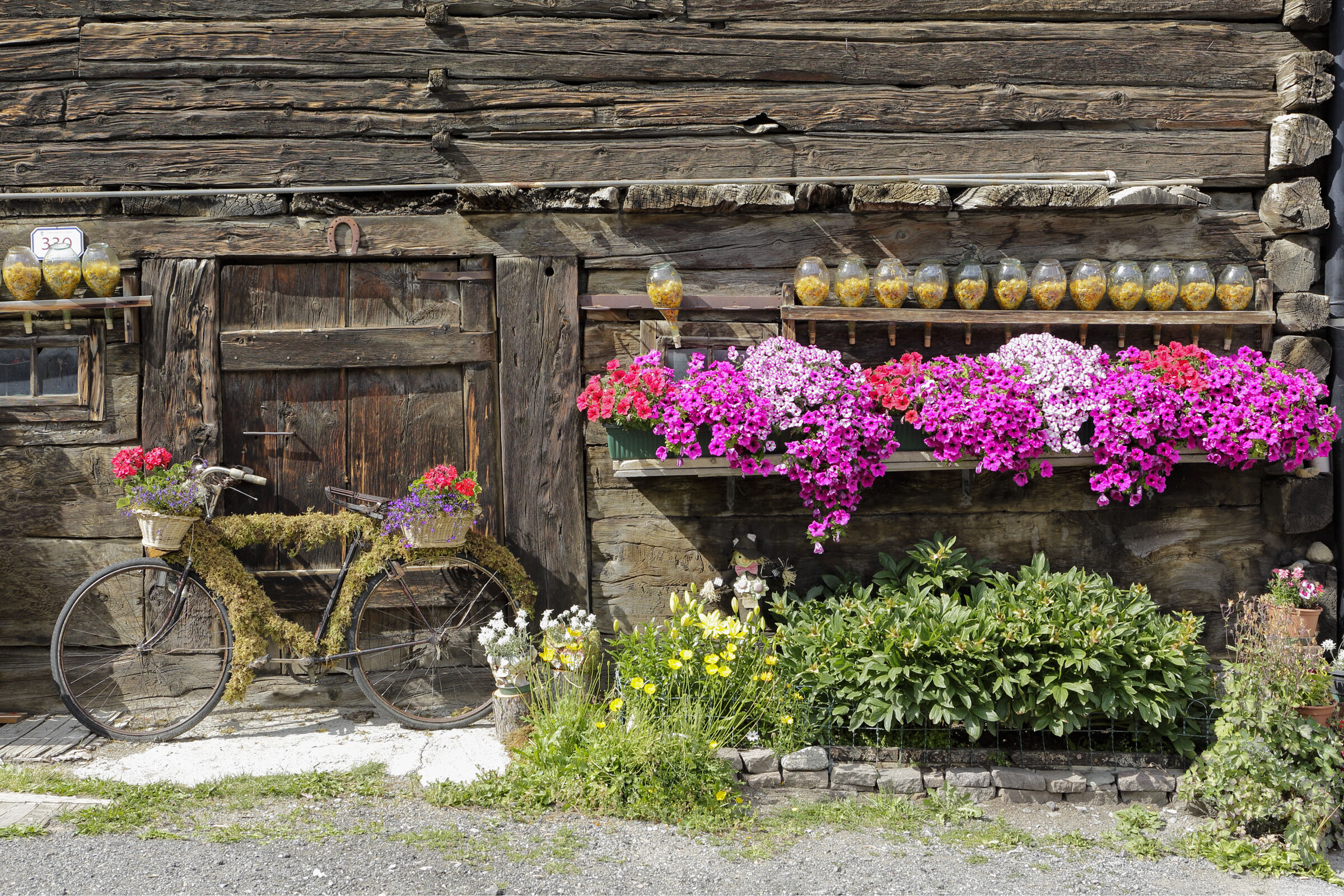 Flowering bicycle.