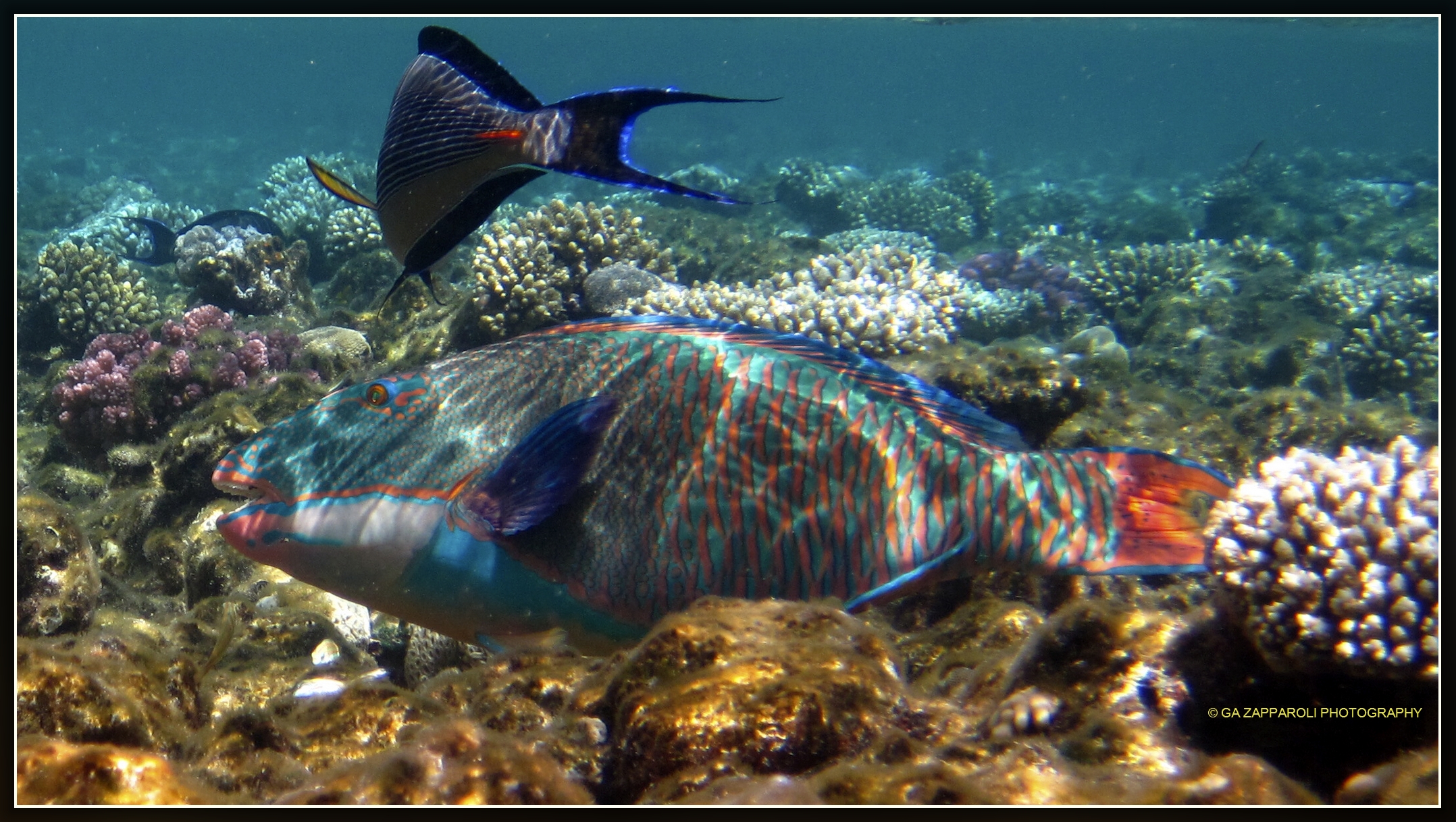 Red Sea -Cetoscarus bicolor (Pesce pappagallo bicolore)