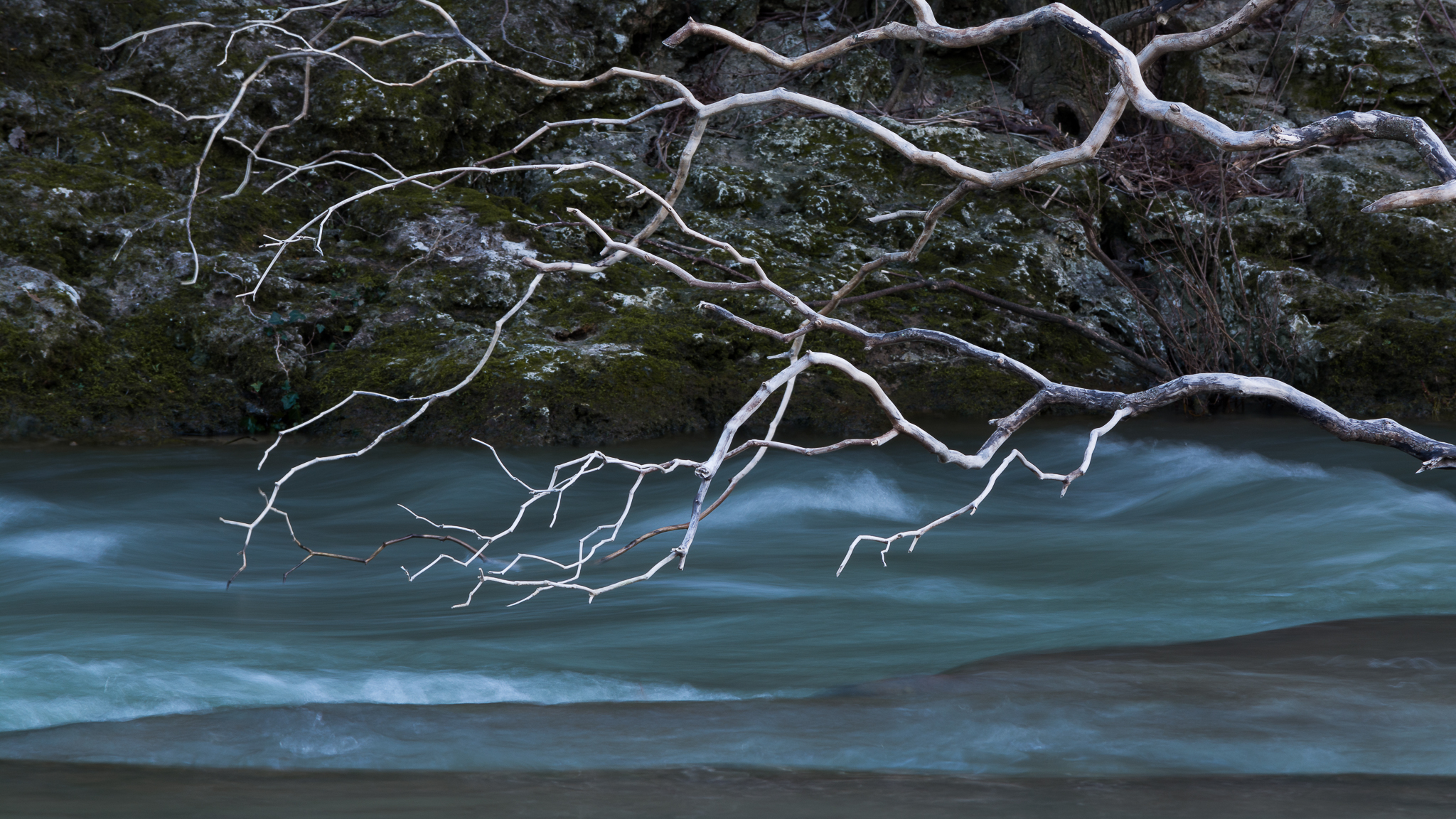 Branches on the blue river