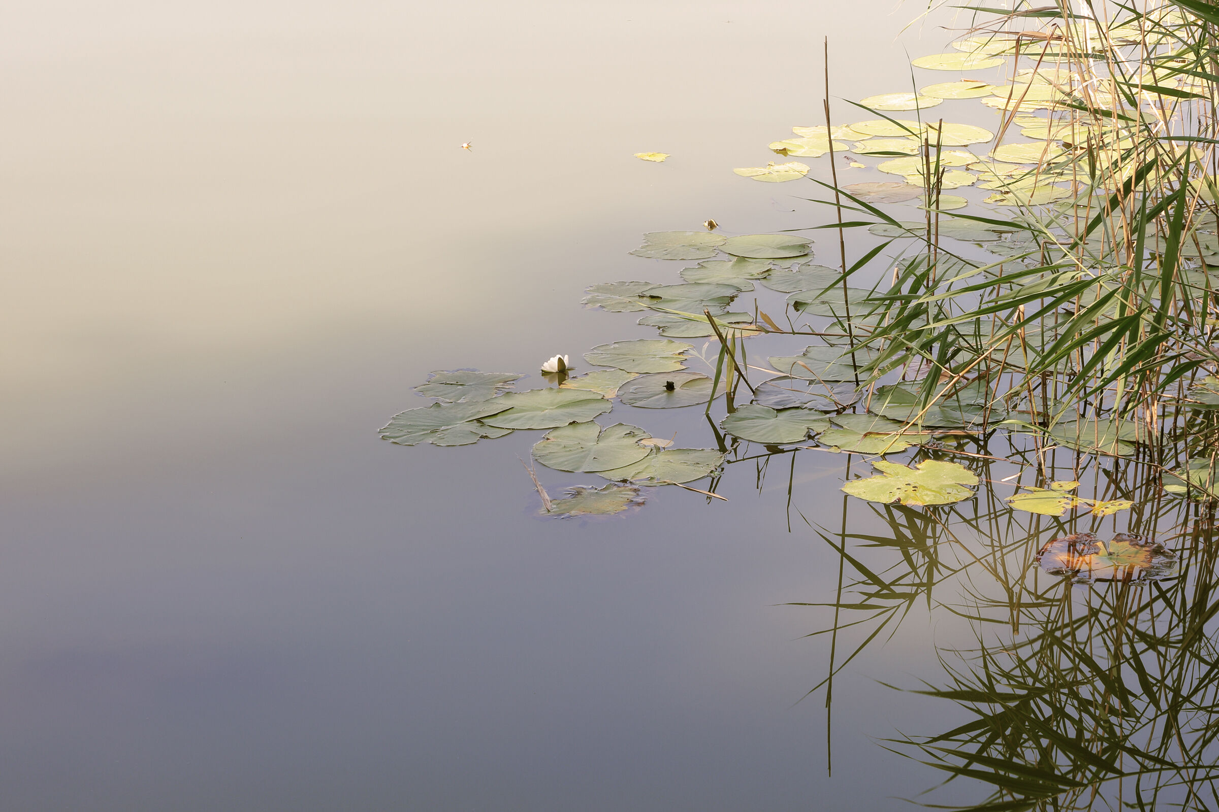 A glimpse of the lake.