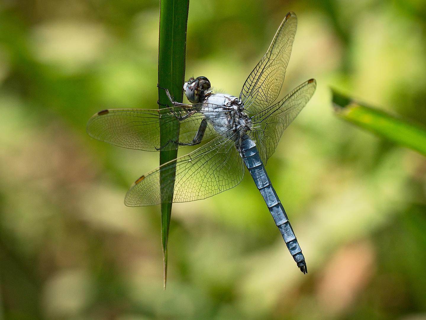 Dragonfly (Orthetrum brunneum - male)