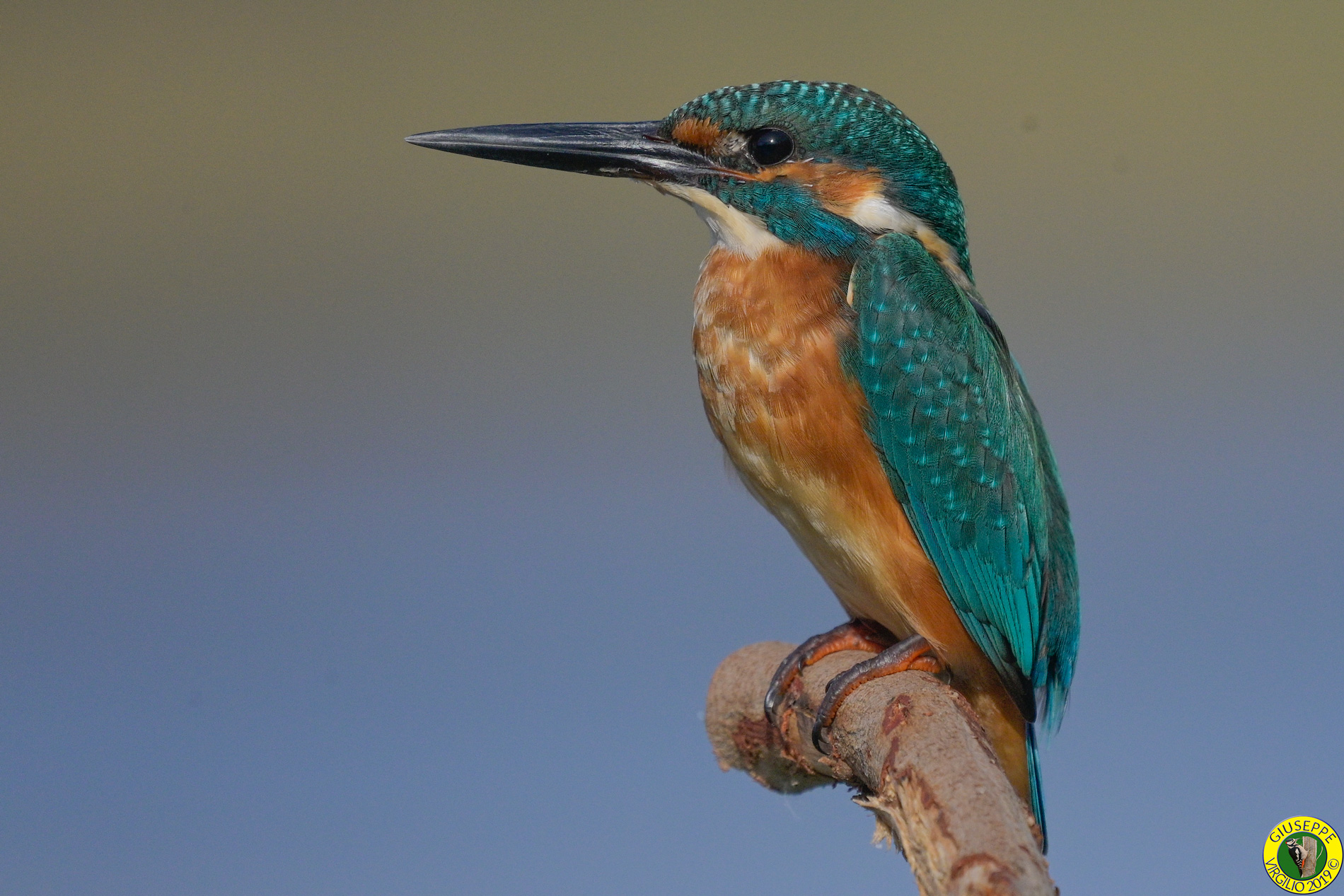 Martin Pescatore  Alcedo atthis (Sardegna ) 2019