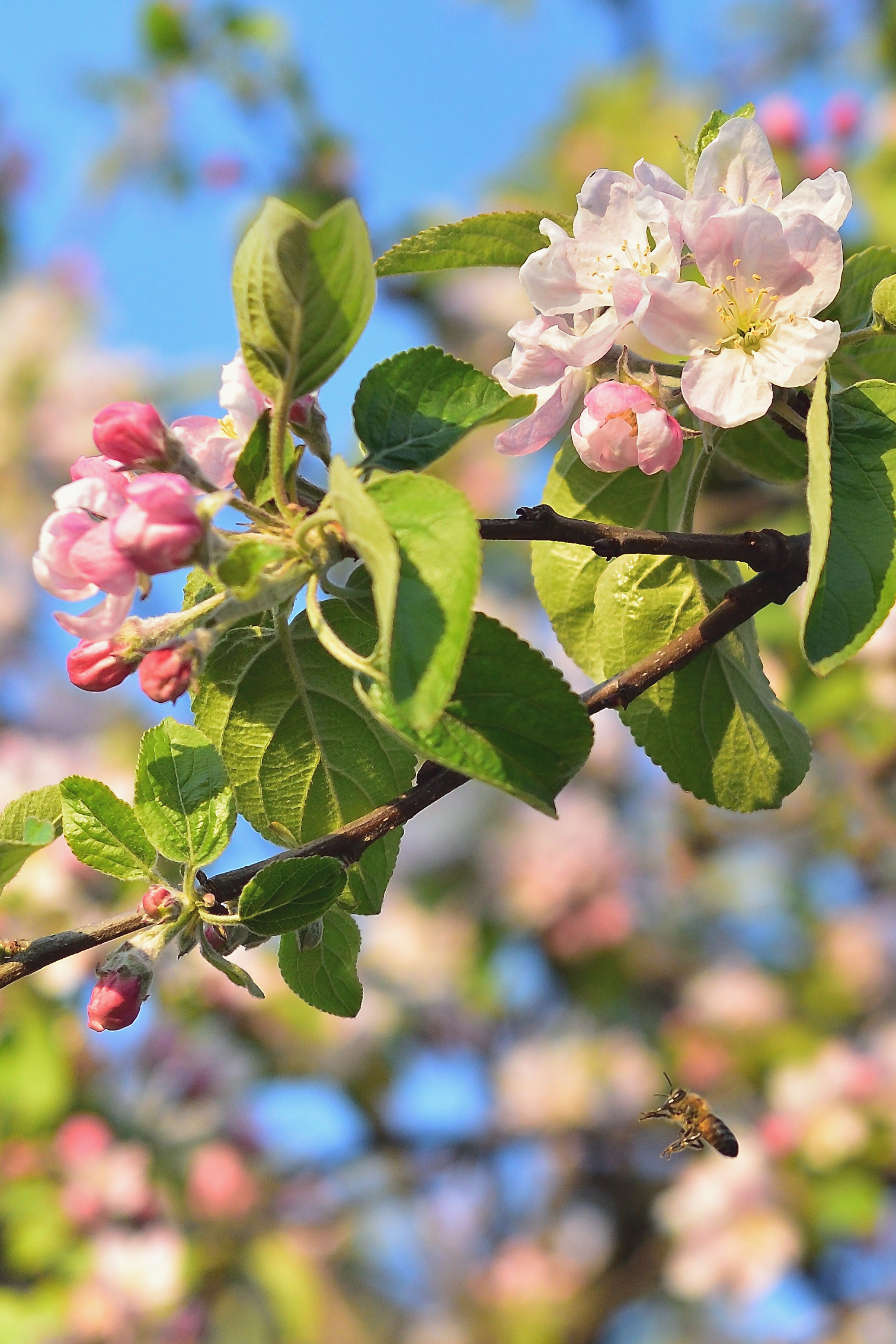 Bee and apple blossoms