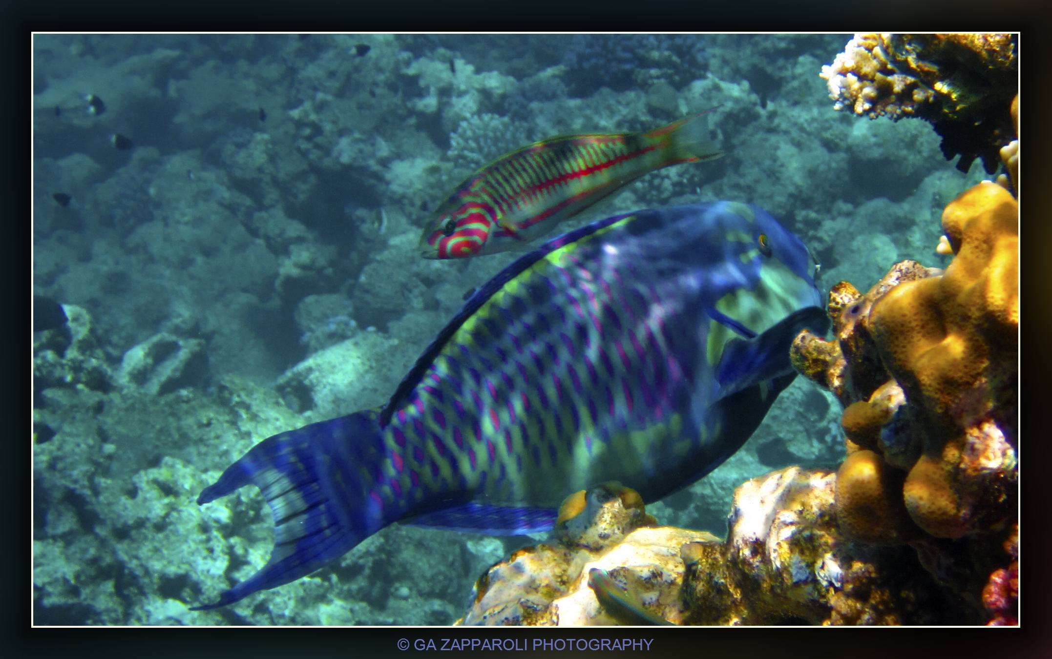 Red Sea - Ras Gamila