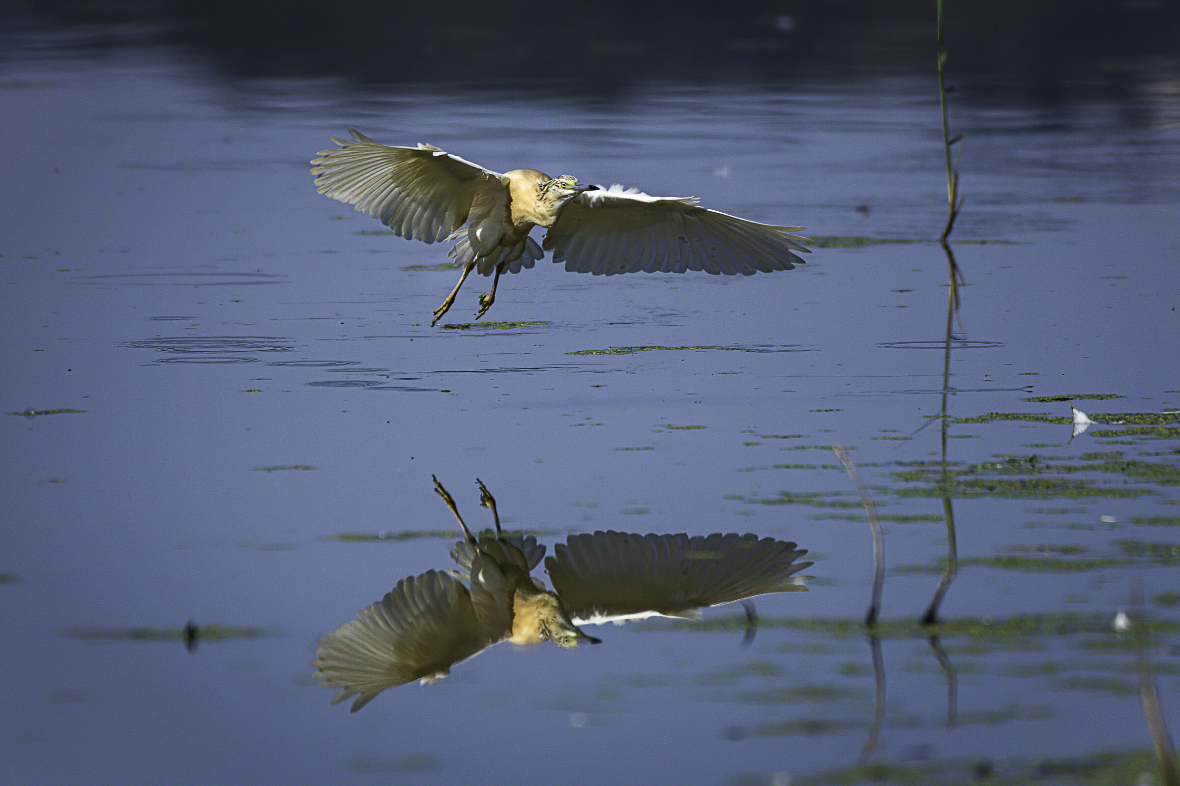 fuori i flap e giù il carrello