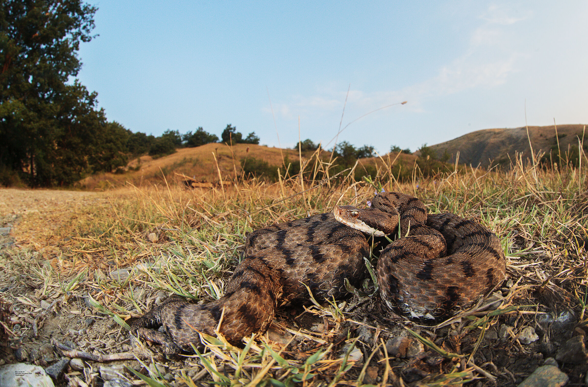 Vipera Aspis Francisciredi e calanchi bolognesi