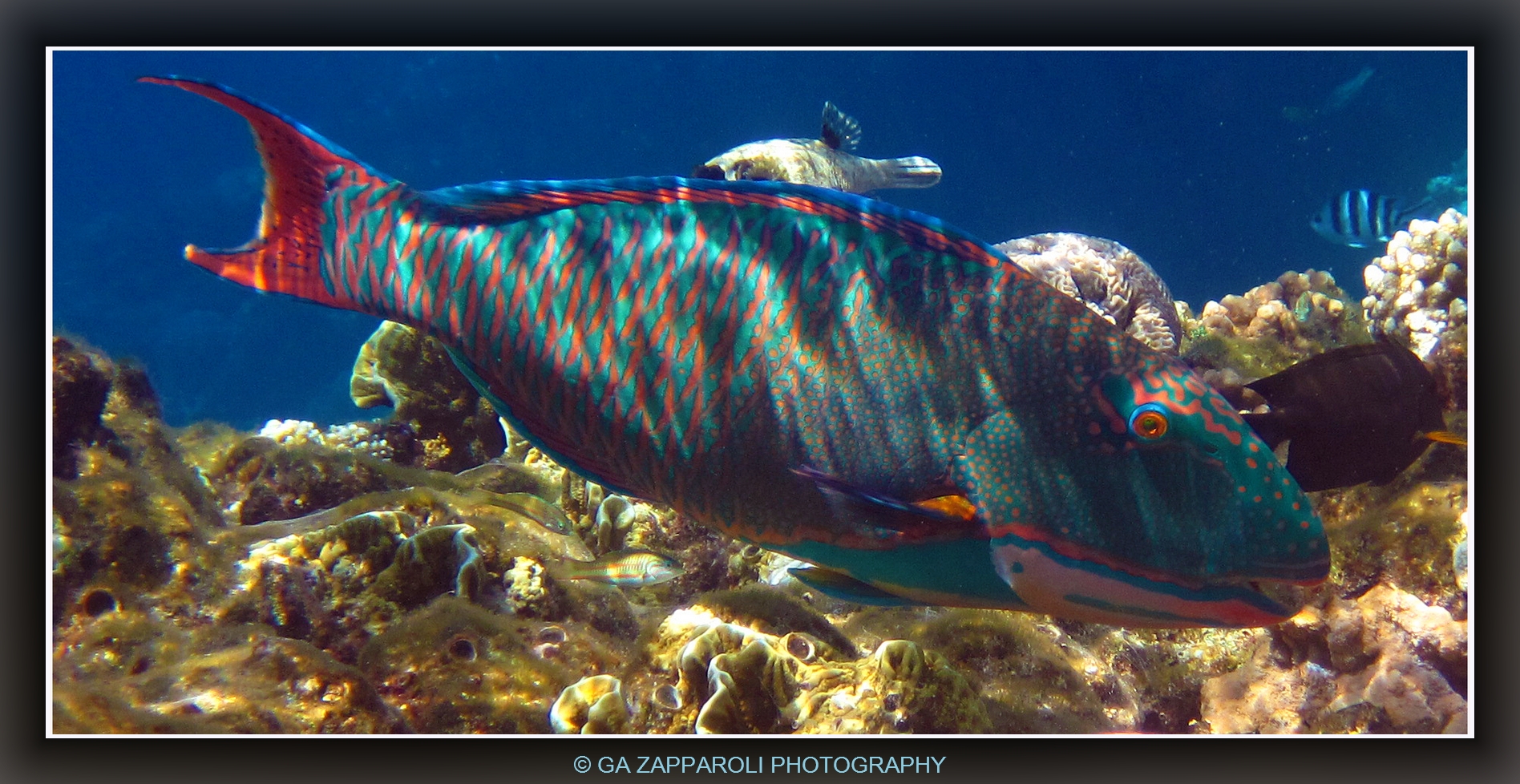 Red Sea - Ras Nasrani Cetoscarus bicolor (Pesce pappaga