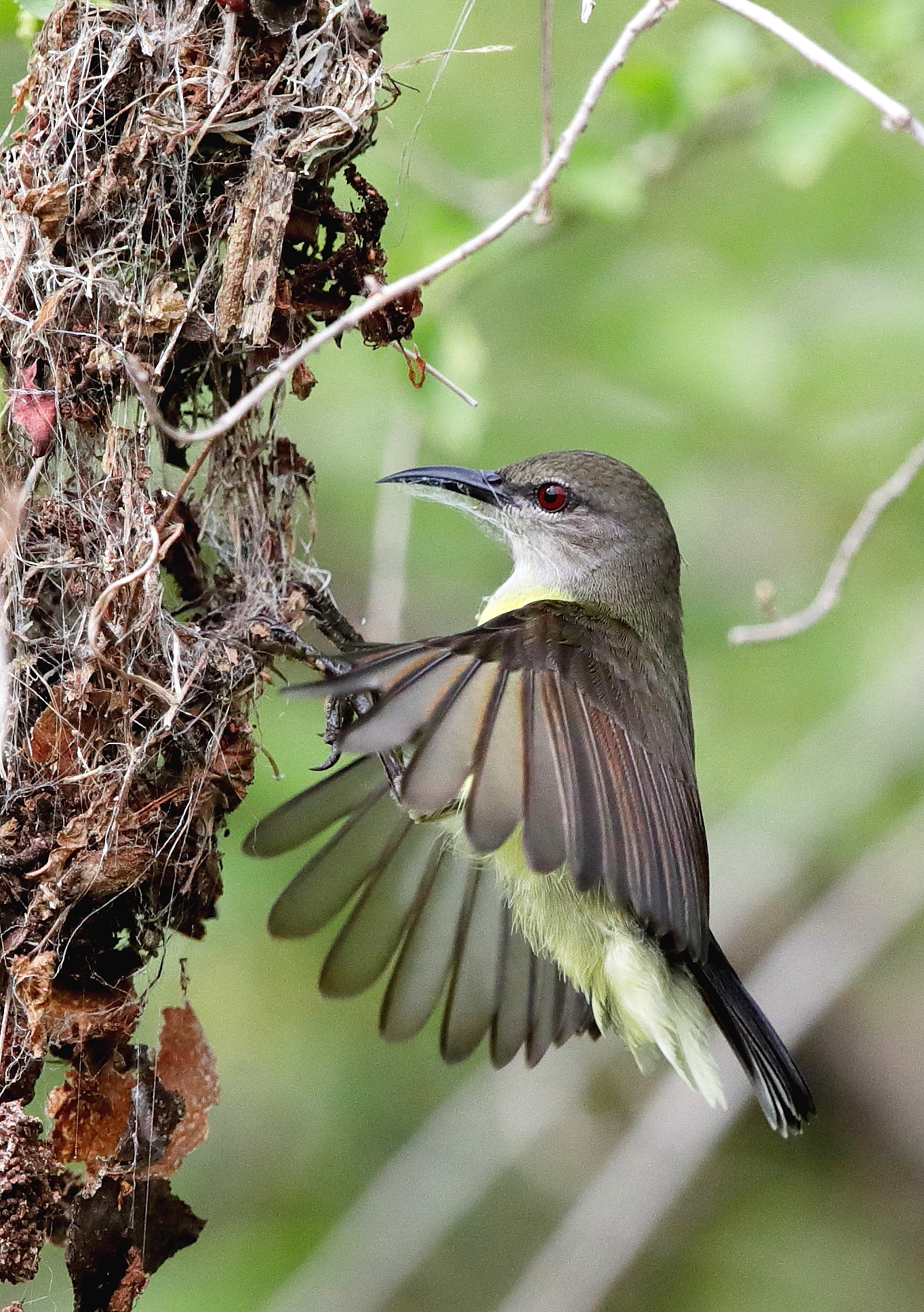 nidificazione del nido!