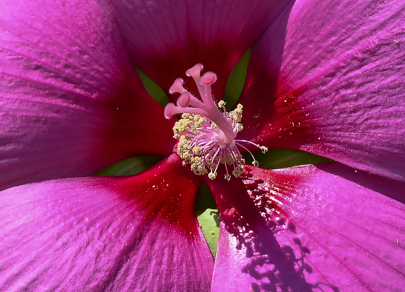 "Cuore" di ibisco gigante
