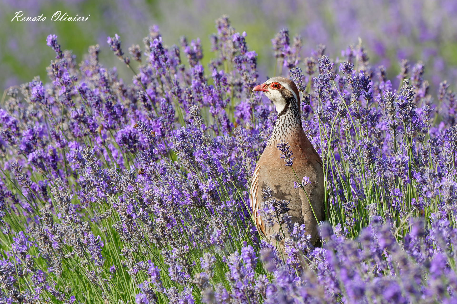 Scented encounter.